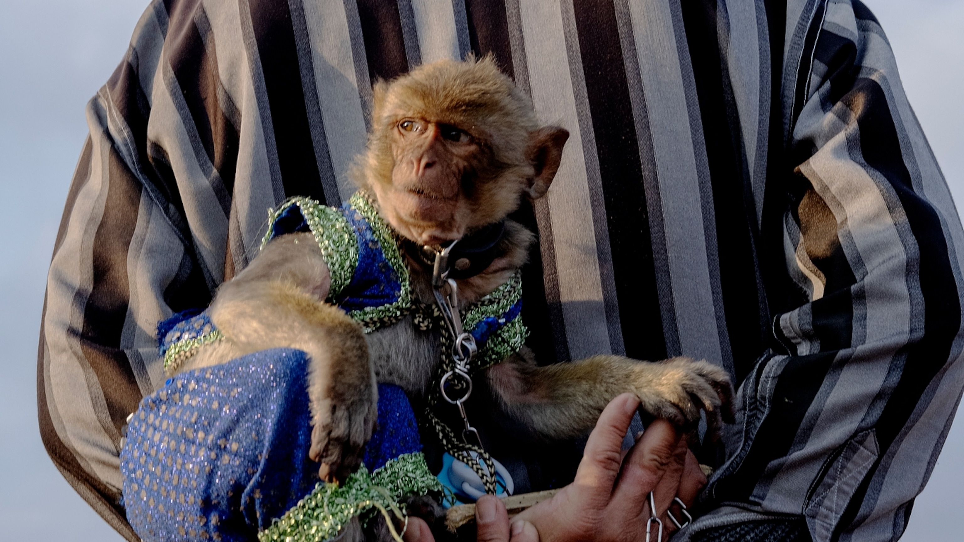 These macaques are used for entertaining. They’re also endangered.