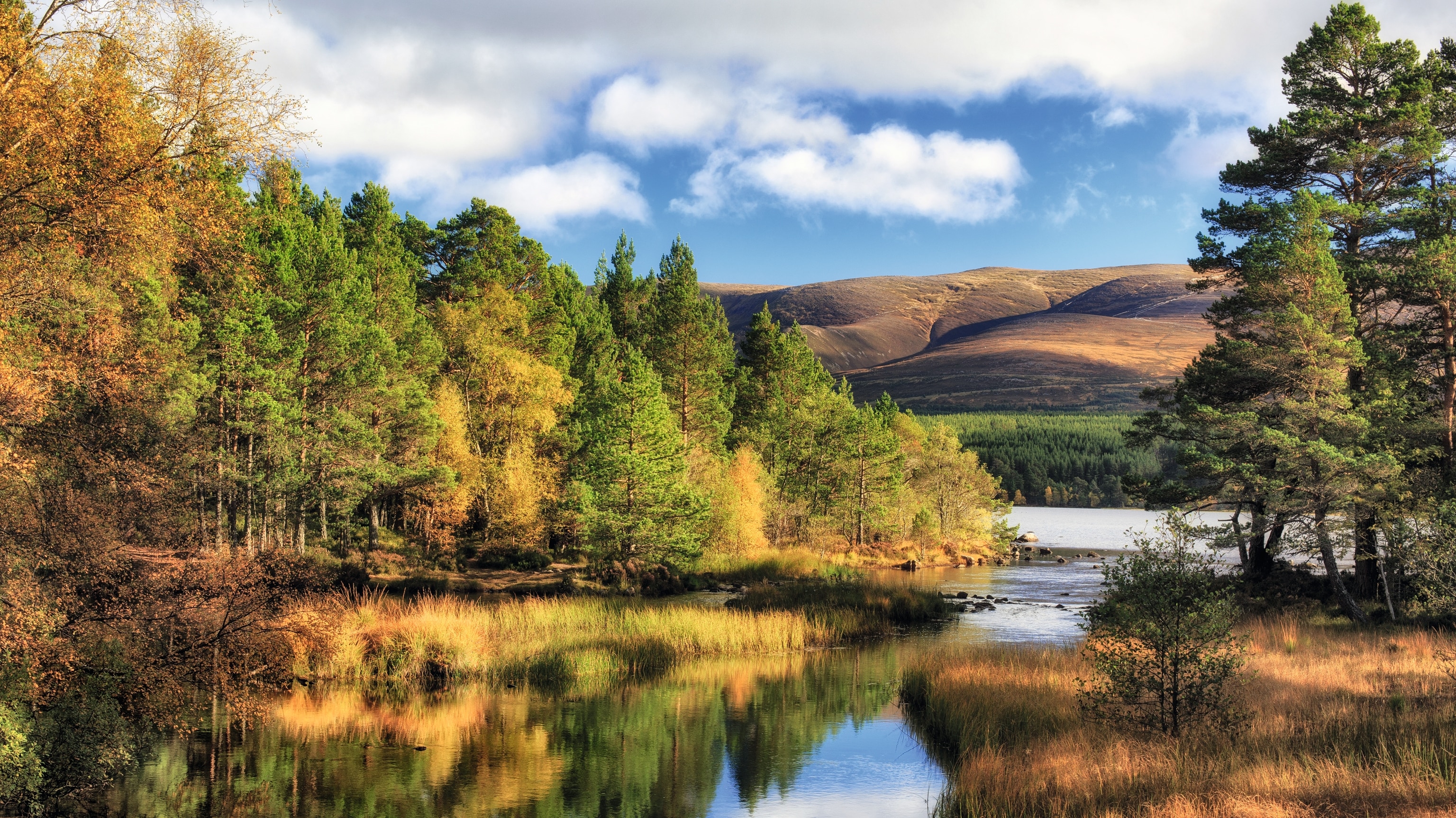 What Scotland's 'Whispering Trees' Can Teach Us About Human Connection