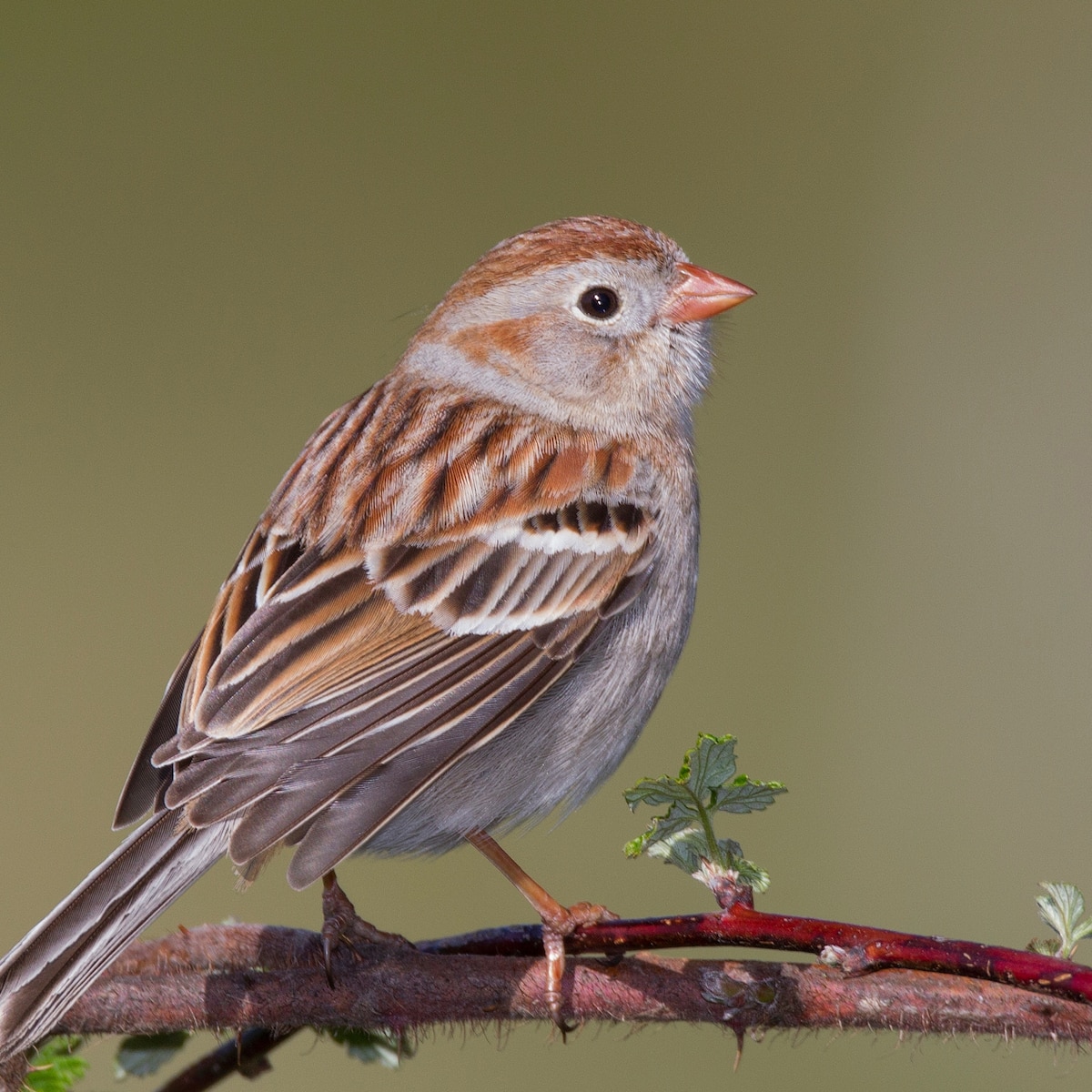 Field Sparrow National Geographic