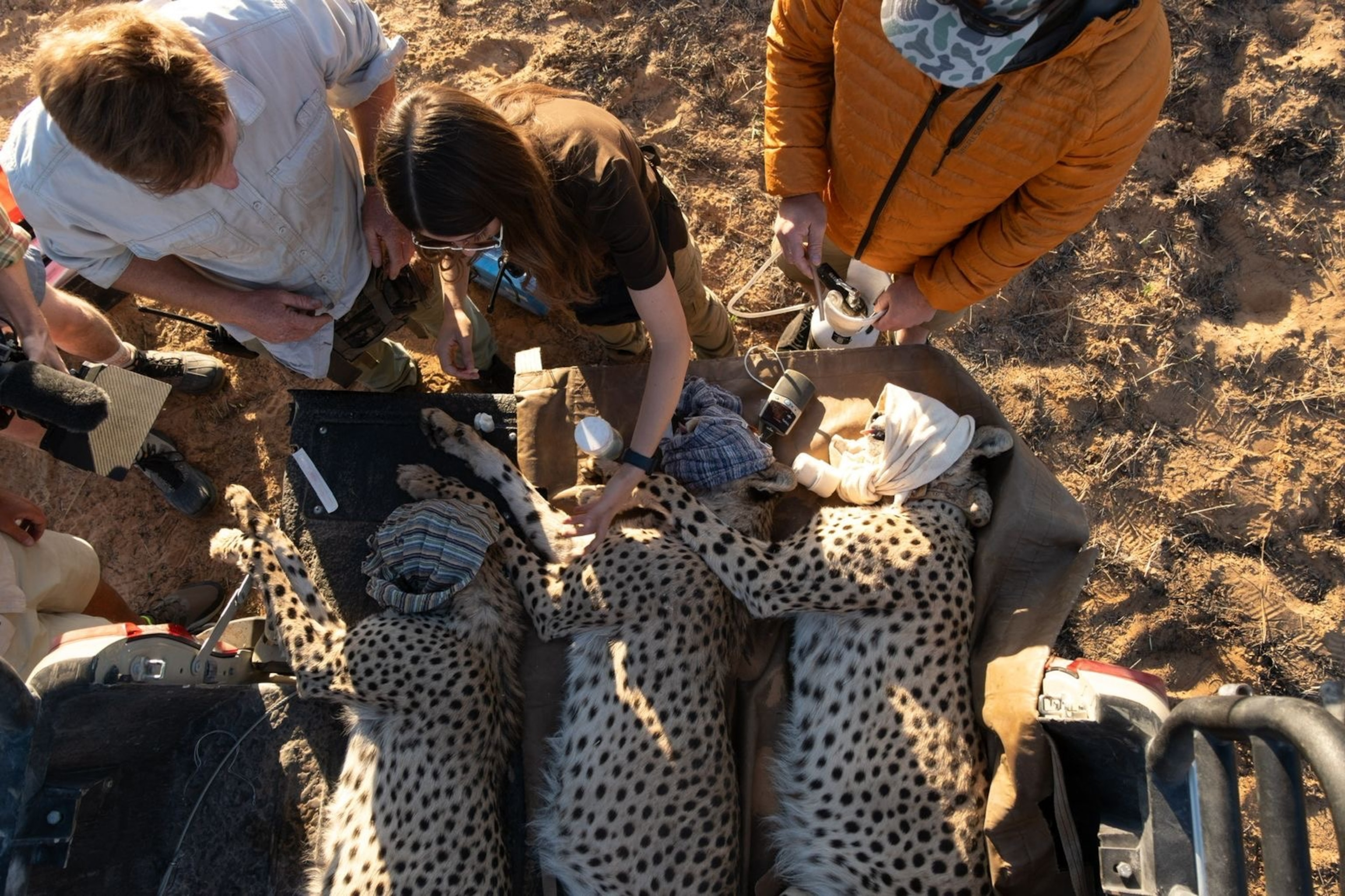 A view from above of three tranquilized cheetahs lying on blankets, with blindfolds on, surrounded by researchers in an outdoor setting