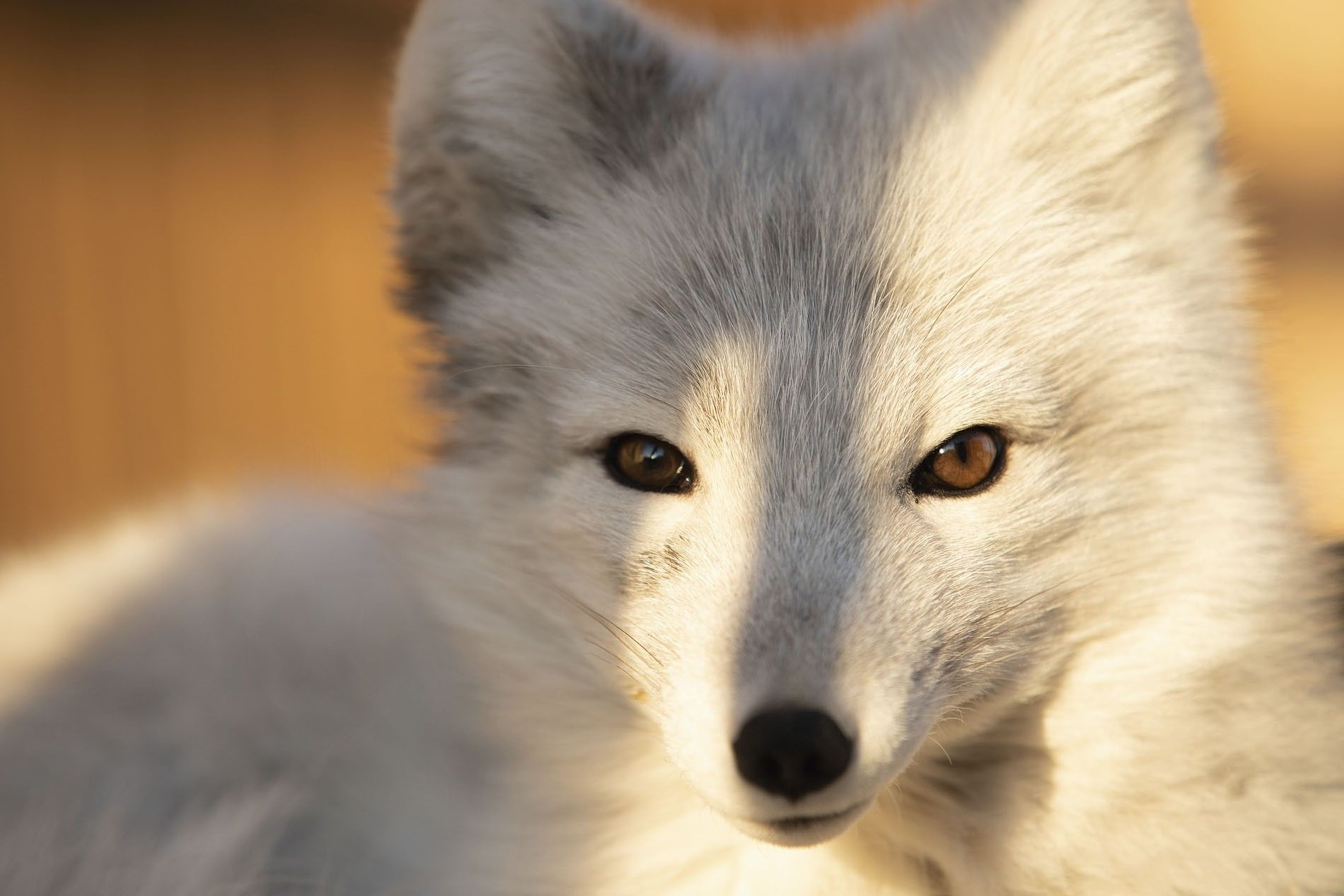 Arctic fox