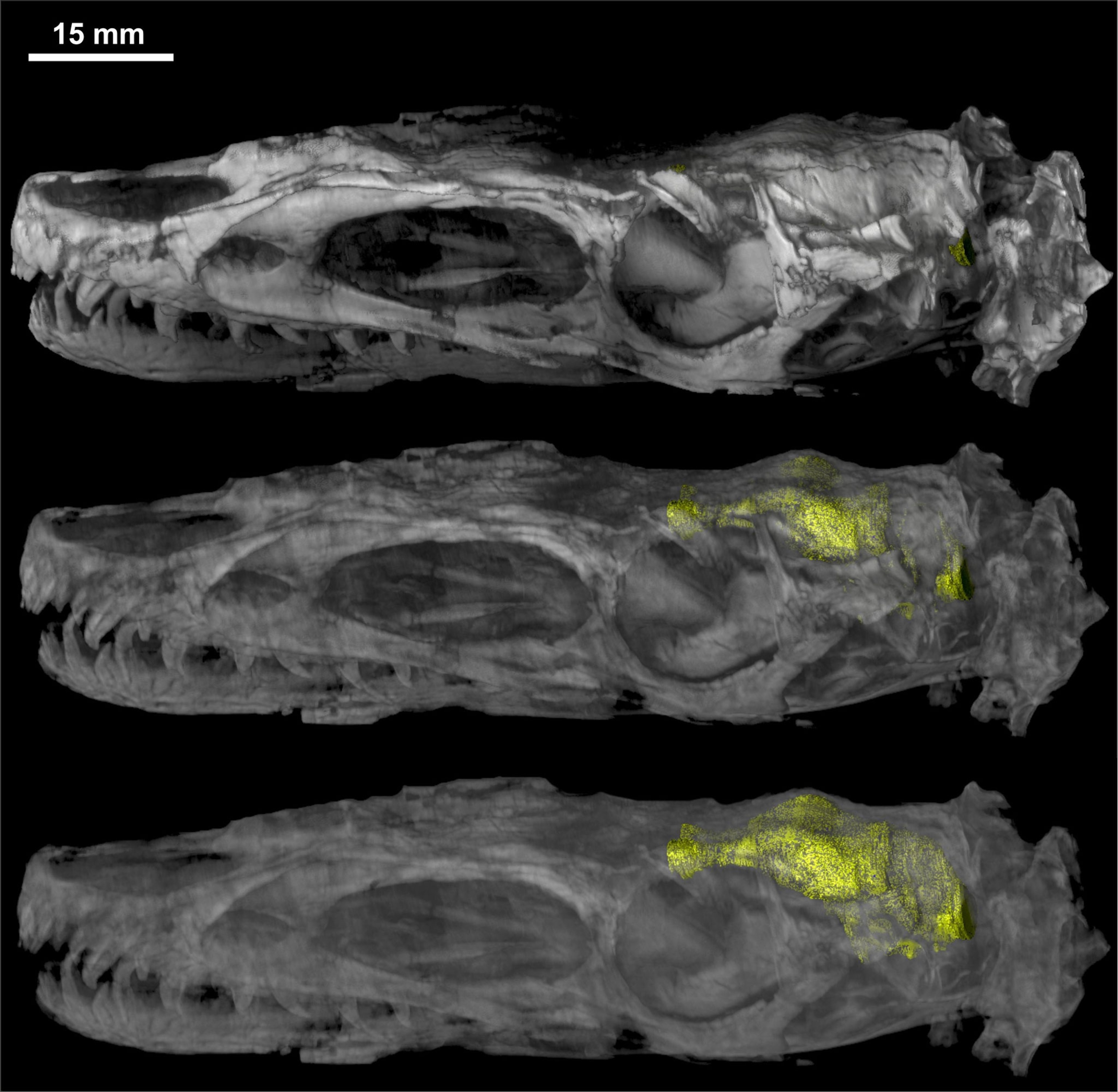 rendering of the skull of Dilong paradoxus