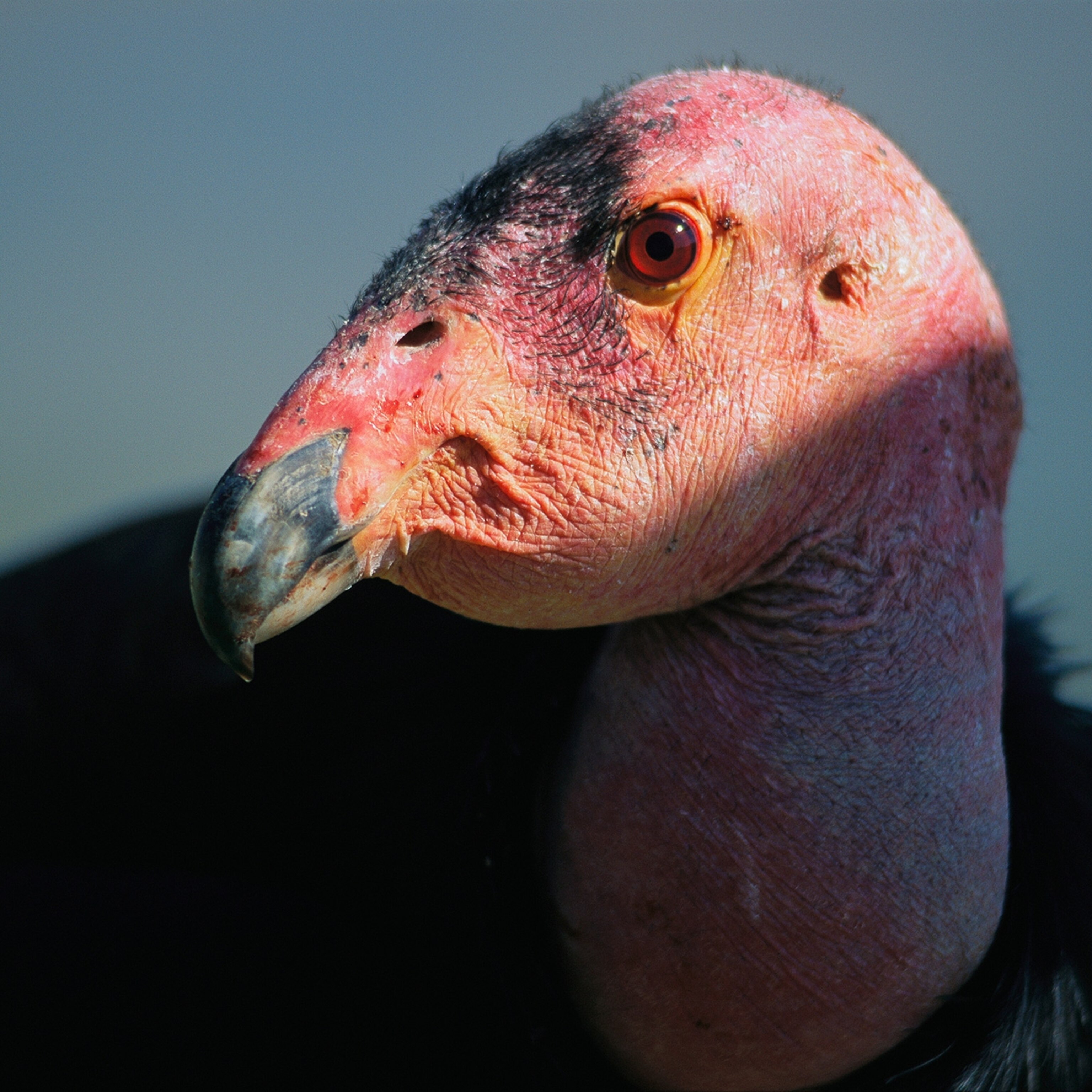 What is extinction? The answer is complicated. What is extinction? The answer is complicated.