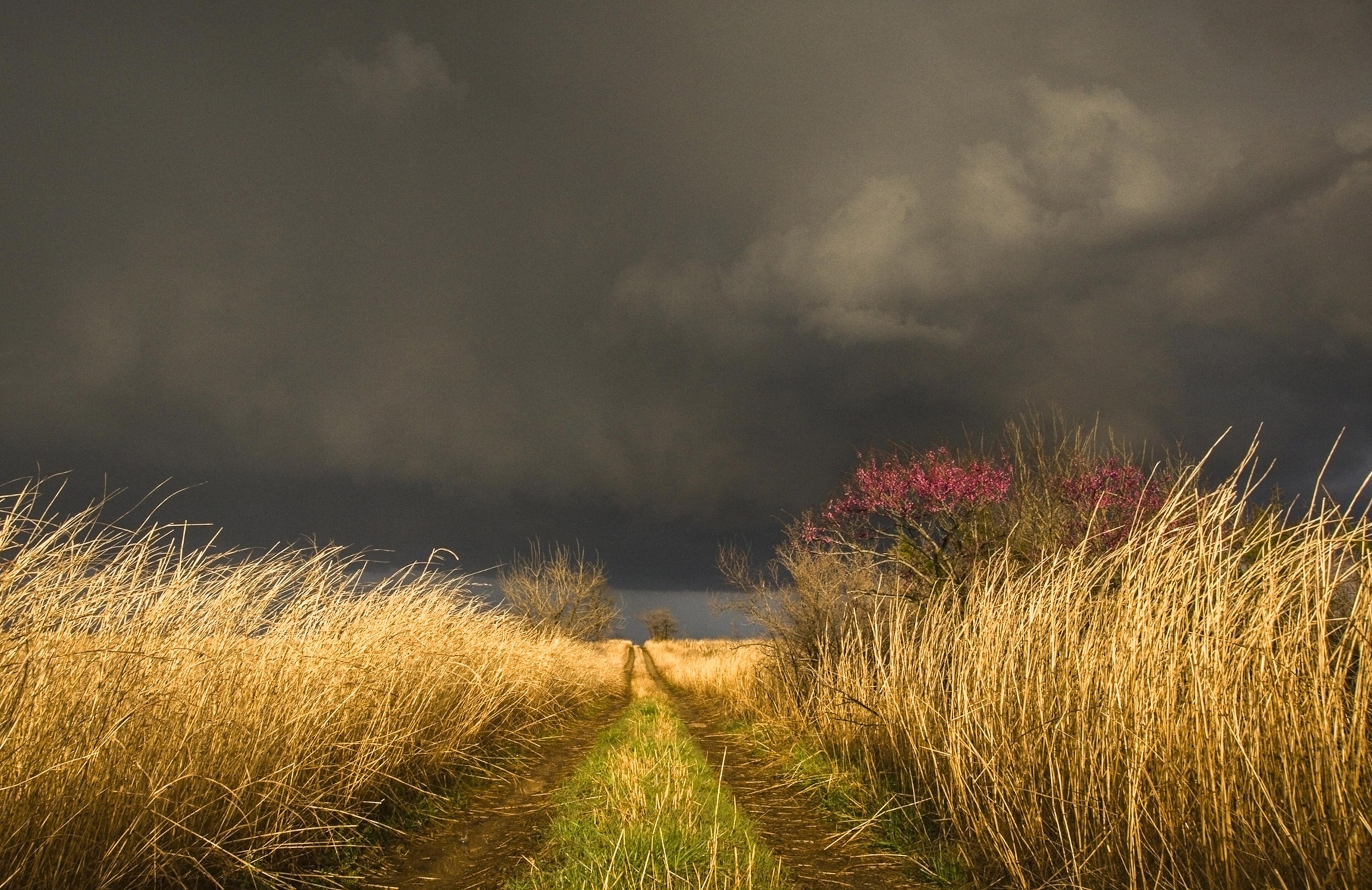 A very dark stormy sky over golden wheat field with a path running through, a lone tree with pink blossoms to the right in the distance
