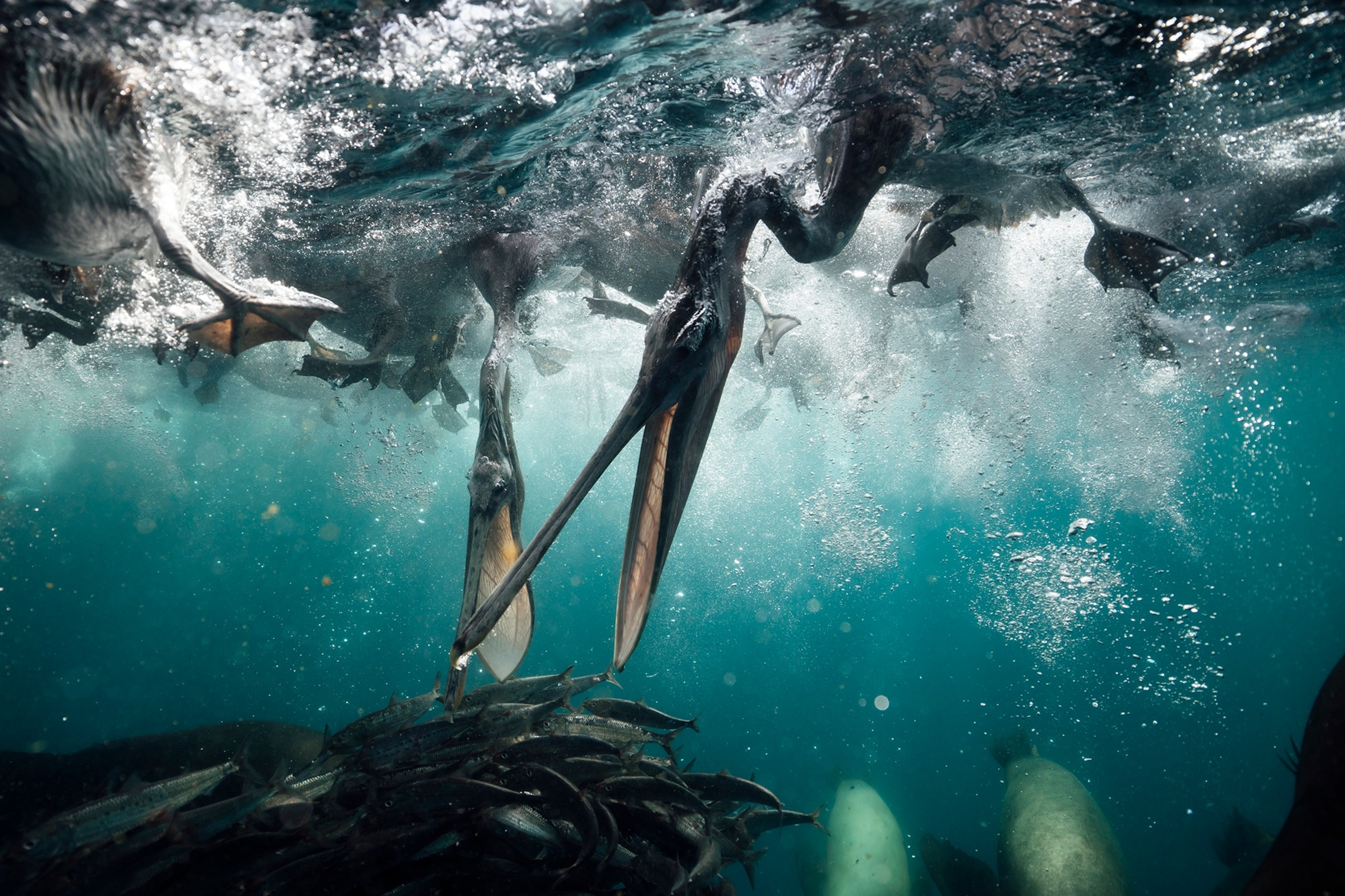 An underwater shot of pelicans dipping their beaks below the surface to feed on a swarm of fish.