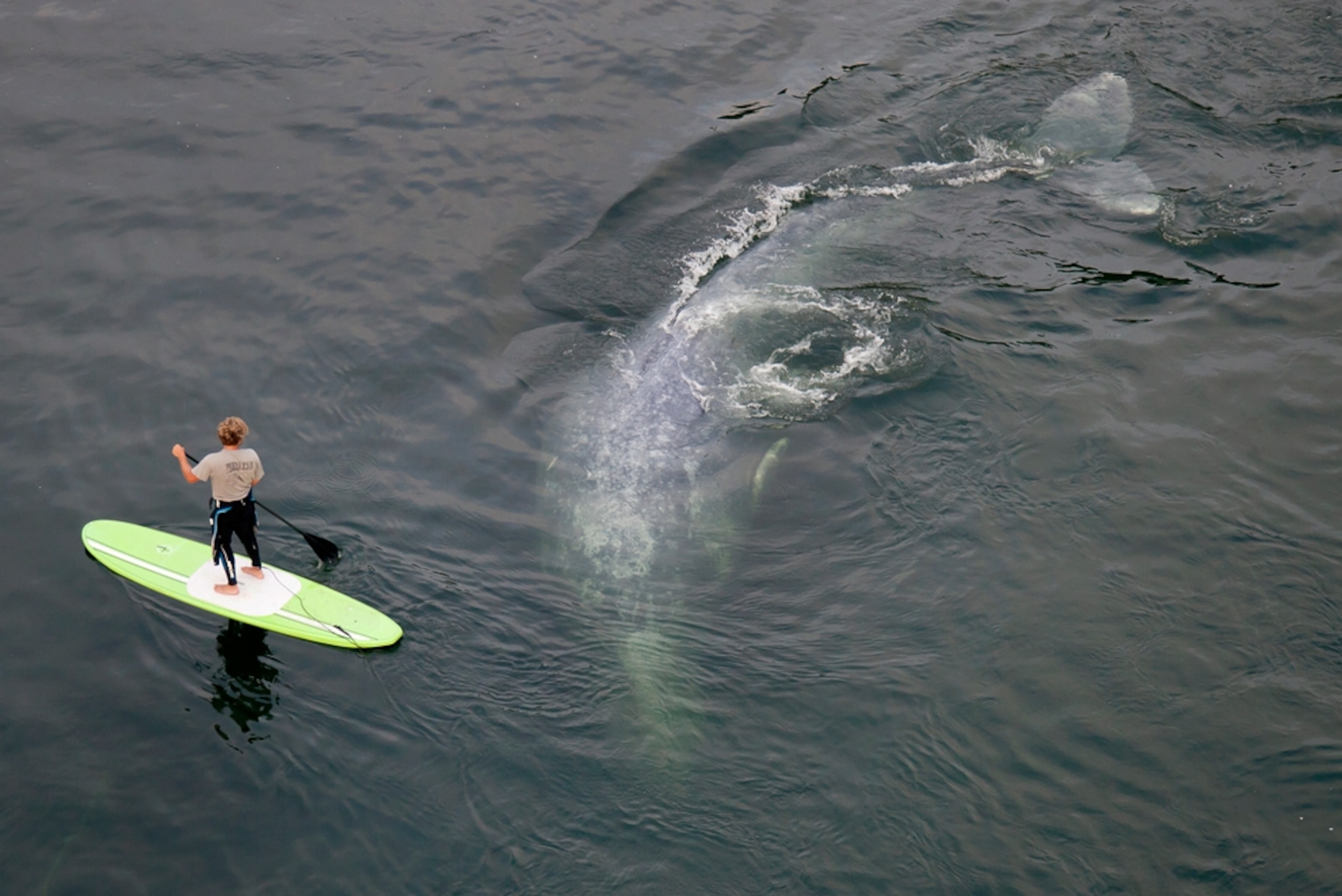 Gray whale picture: a man paddleboarding near a submerged whale -- for best pictures of August photo gallery