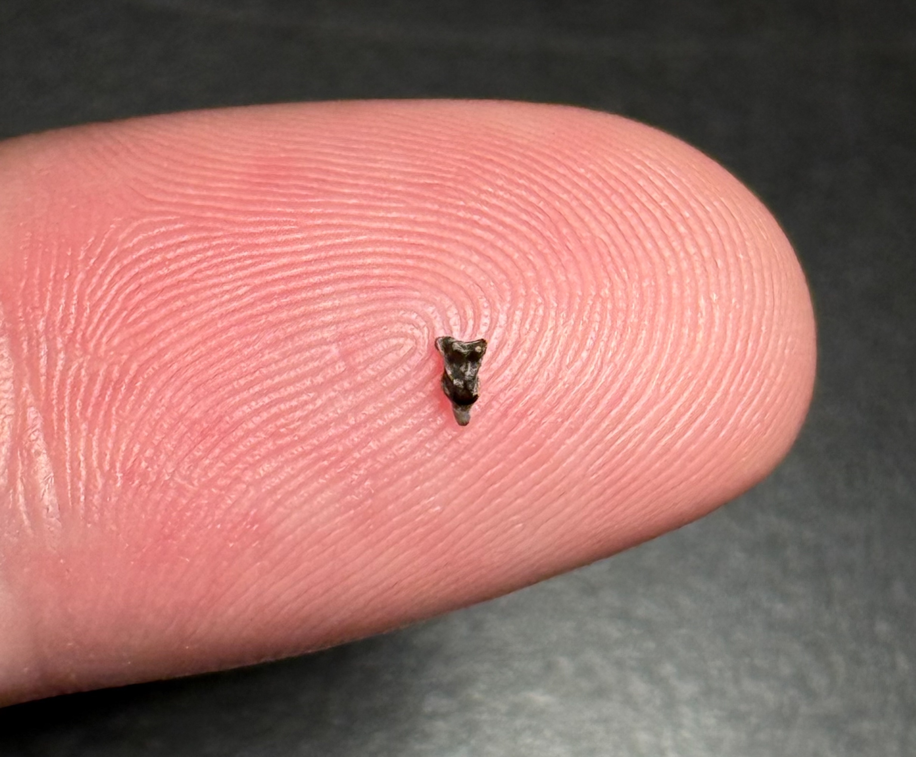 A tiny tooth rests on a fingertip, highlighting its small size against the textured skin