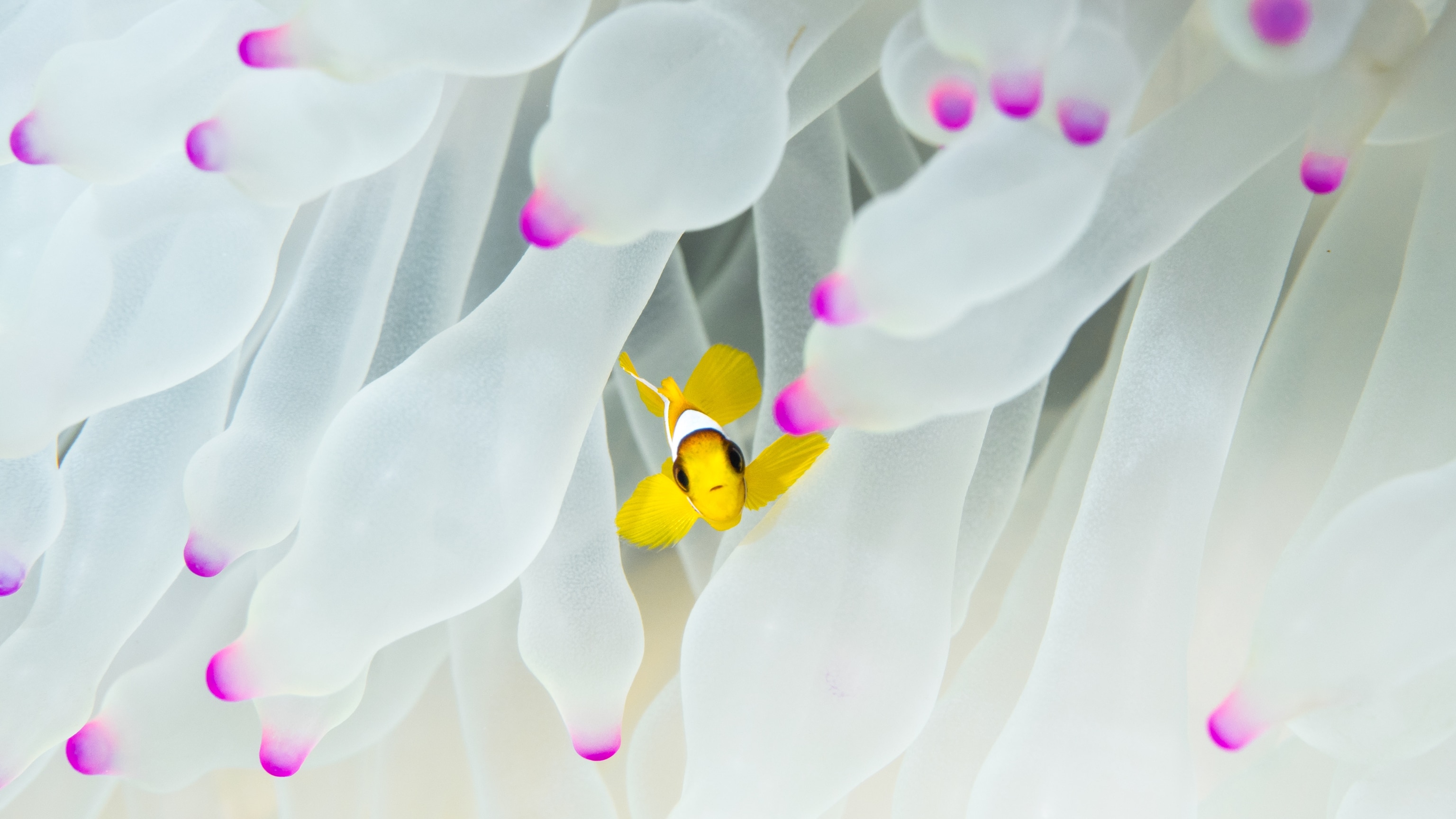 Heatwave wipes out clownfish in what was supposed to be a safe haven