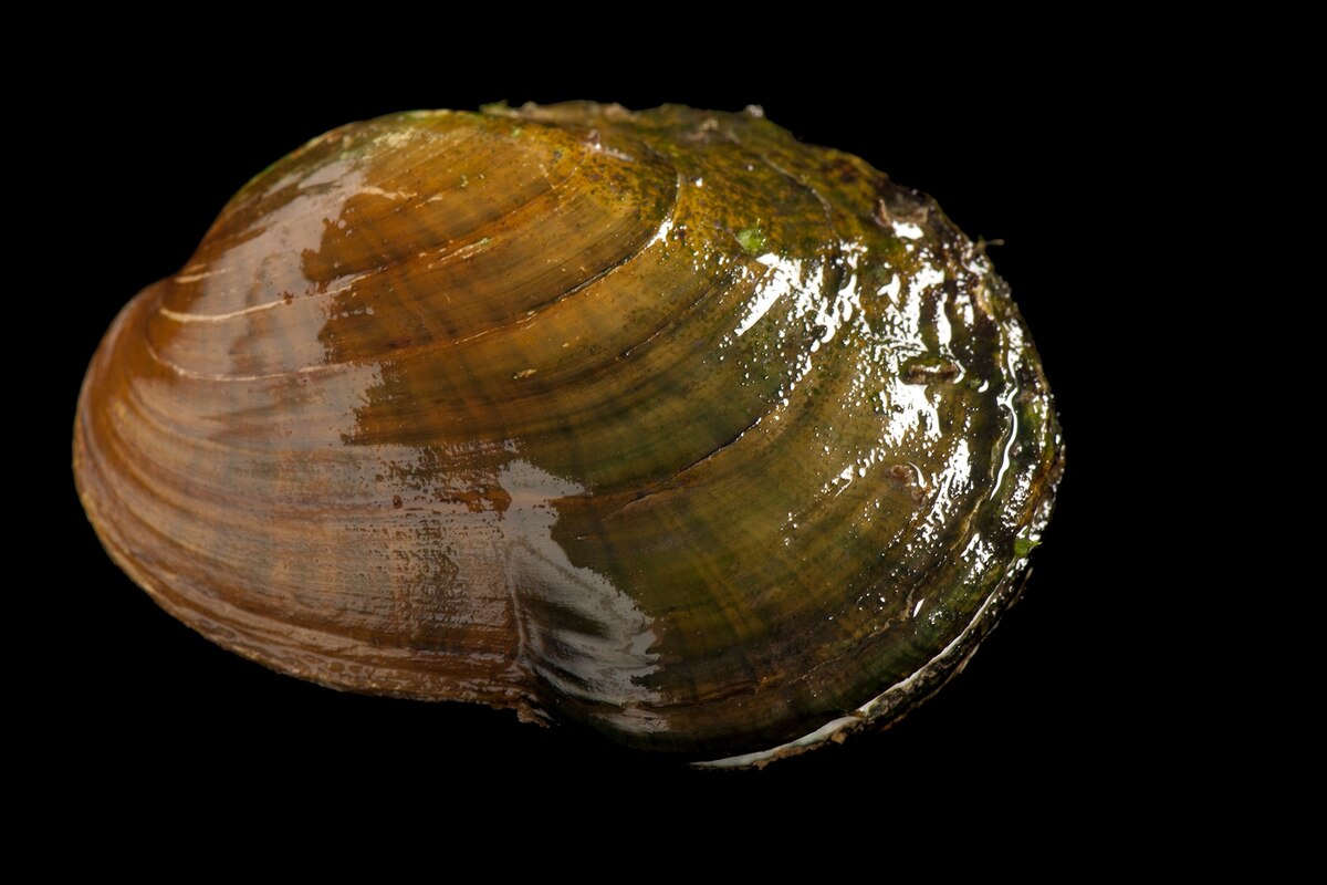 A freshwater mussel apocalypse is underway—and no one knows why.