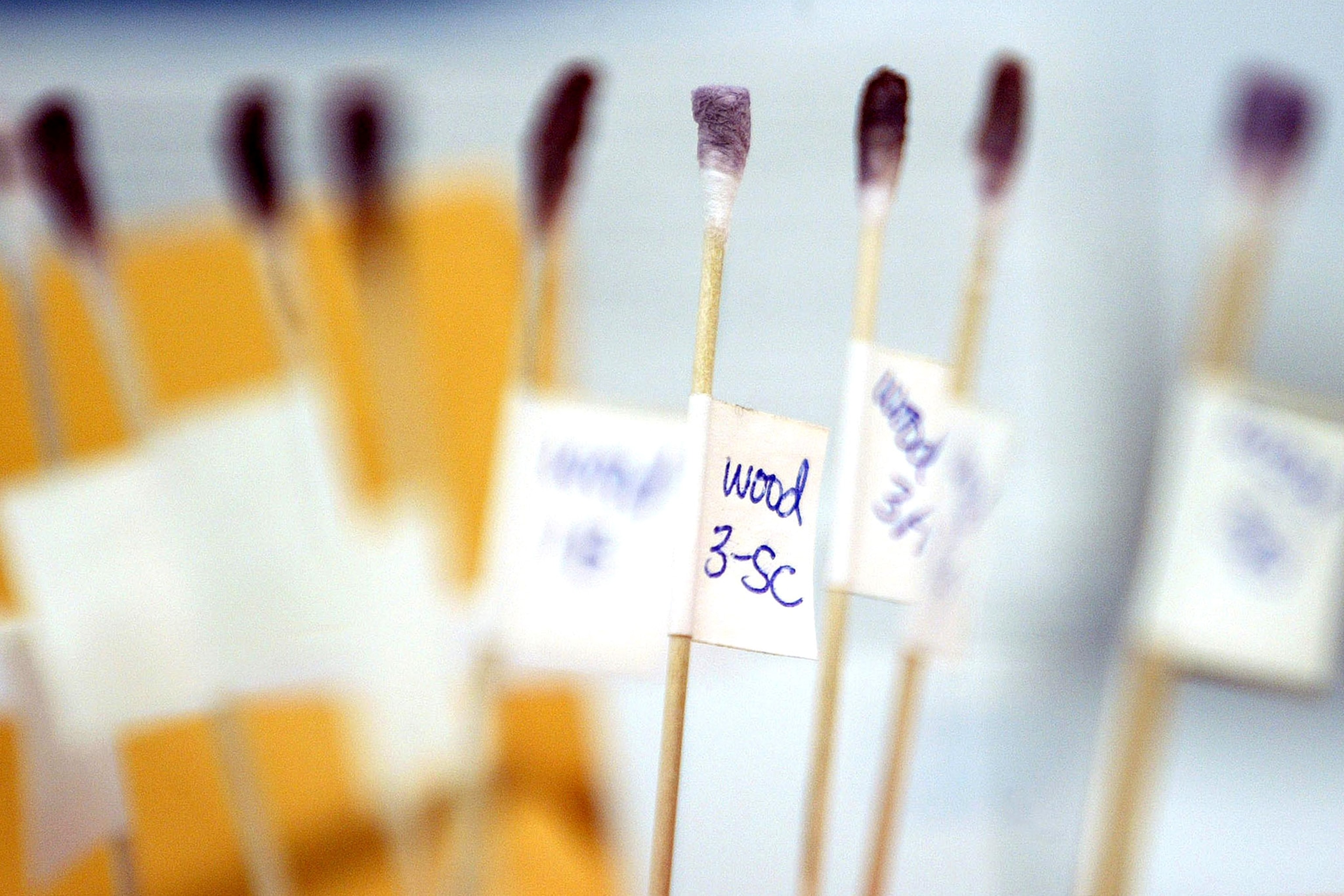 swabs with blood samples for DNA testing