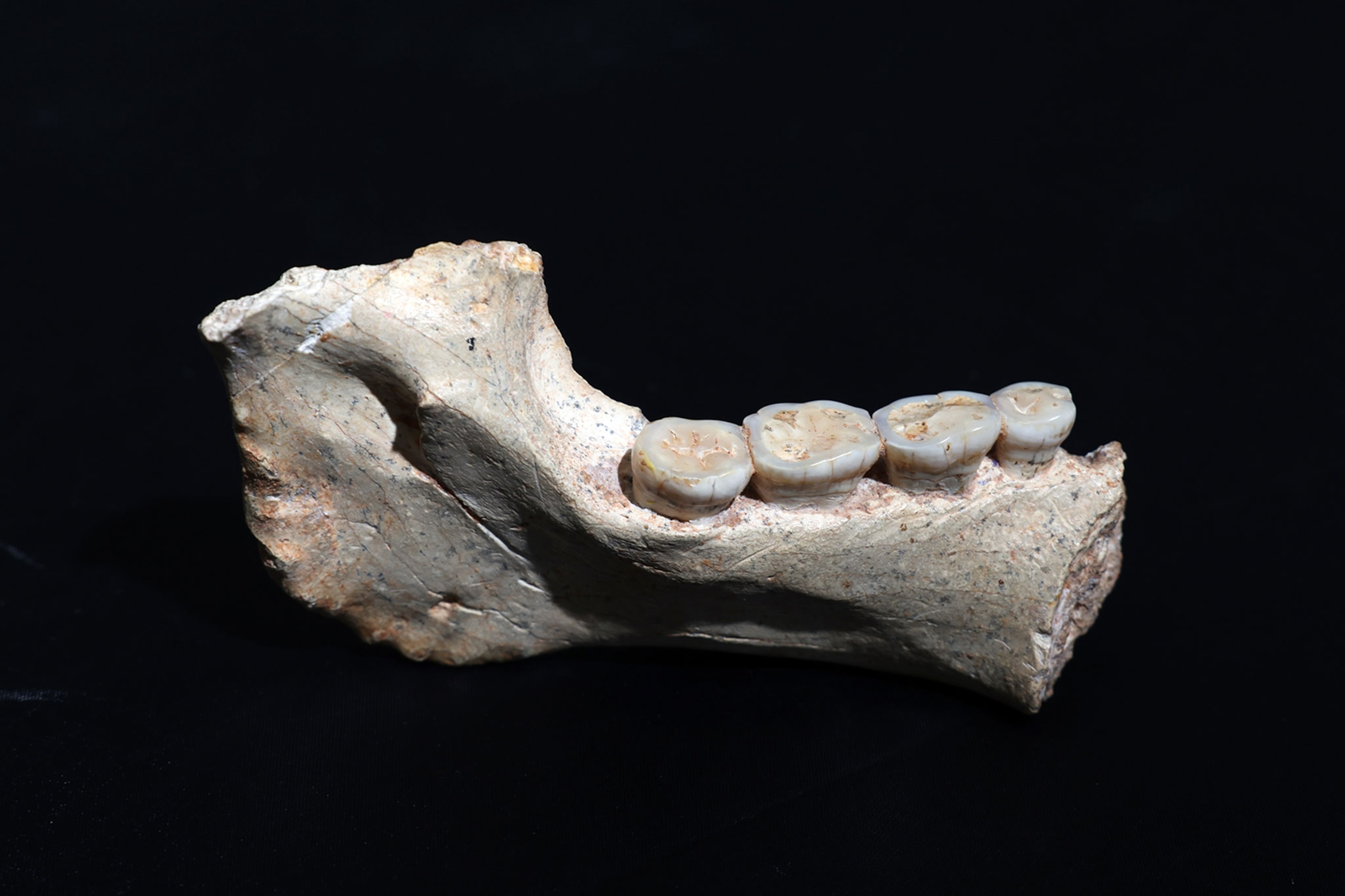 A pale bone with teeth on a black background