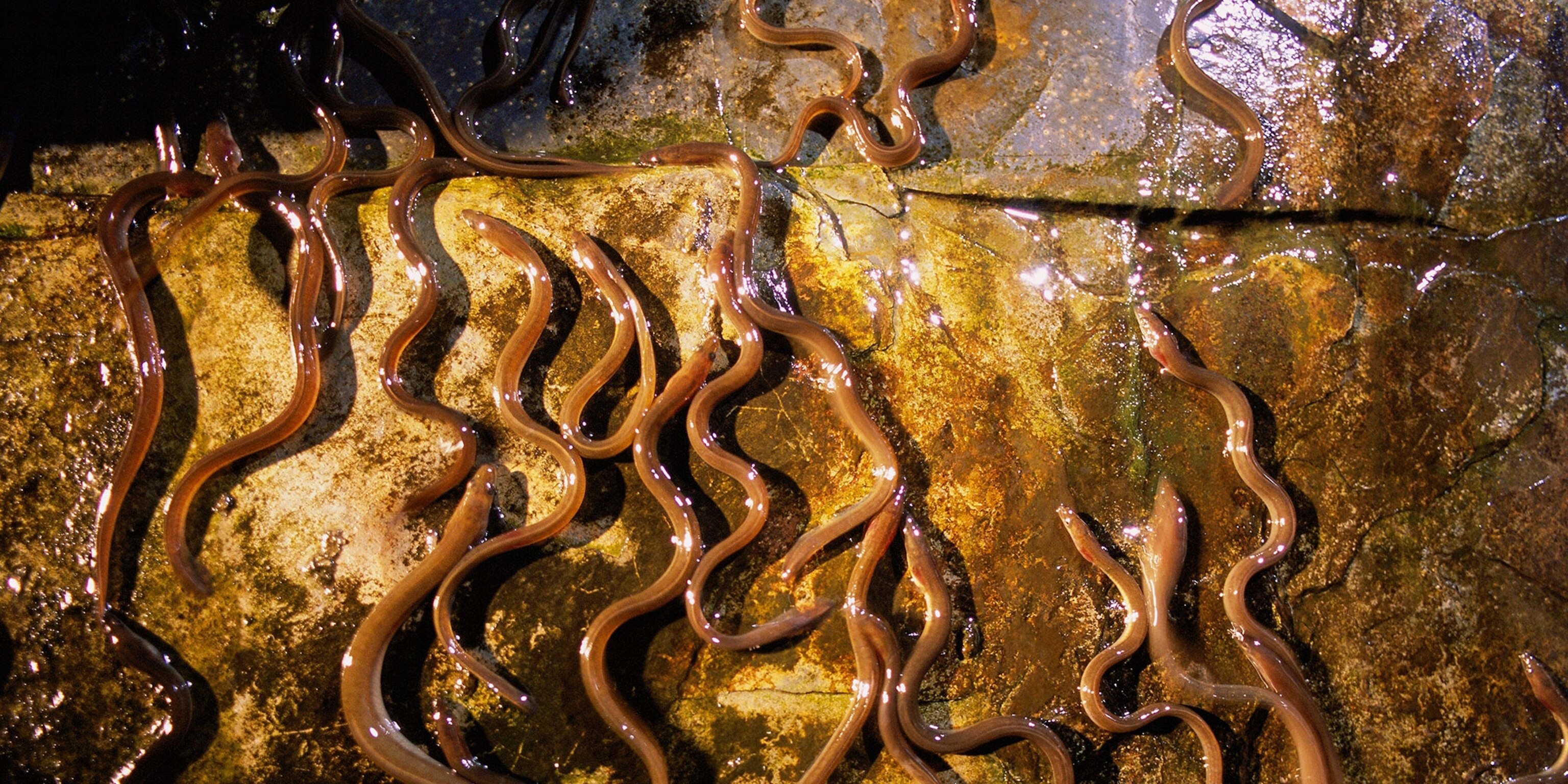 Which Fish Can Live Out Of Water