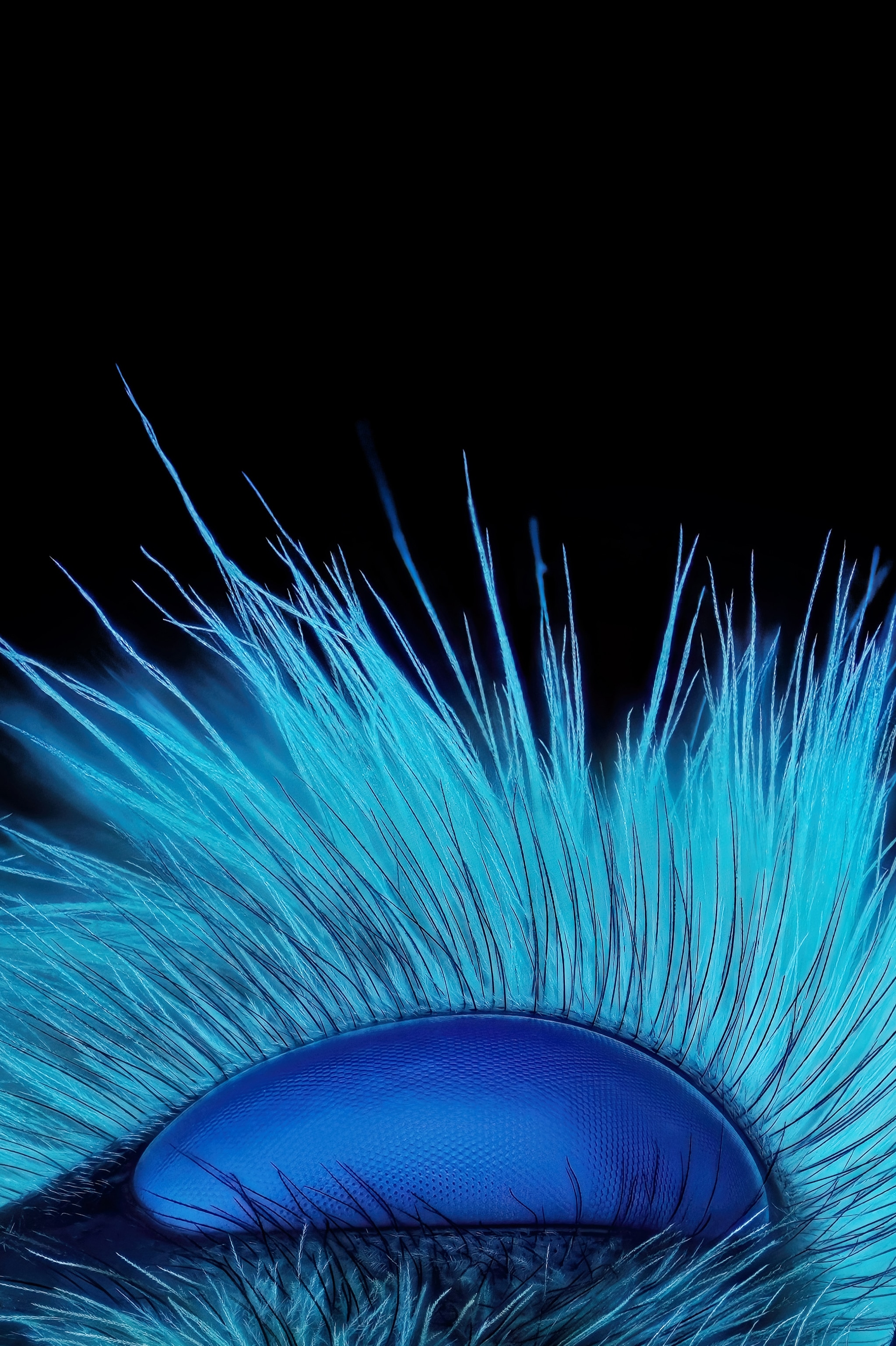 Ultraviolet blue hairs surrounding a dark blue bee's eye against a black background.