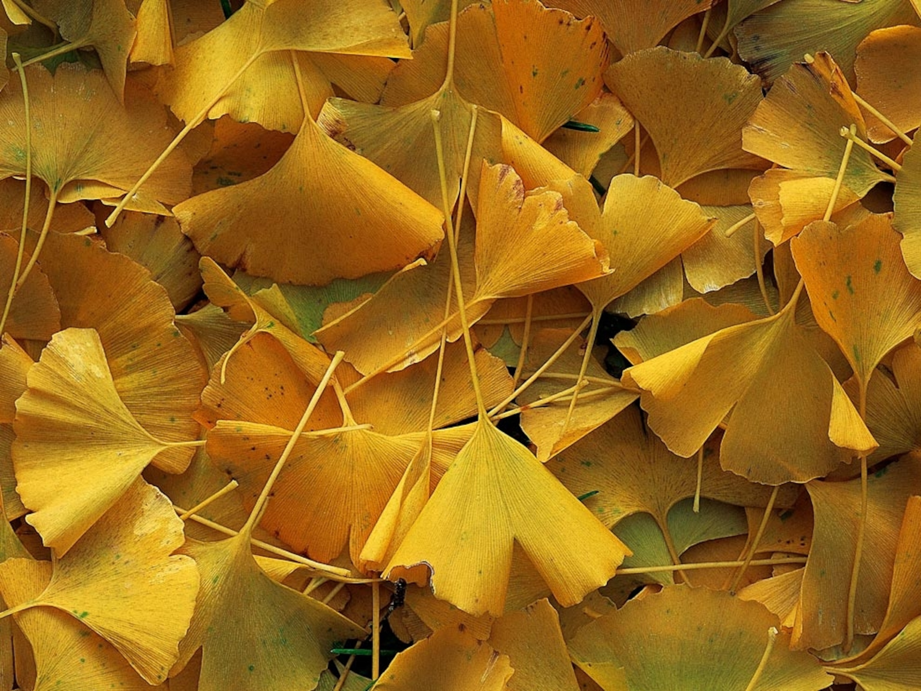 Ginkgo biloba leaves