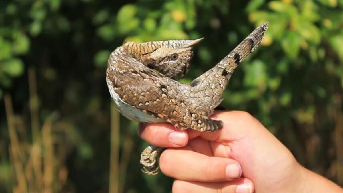 Meet the Woodpecker That Impersonates a Snake