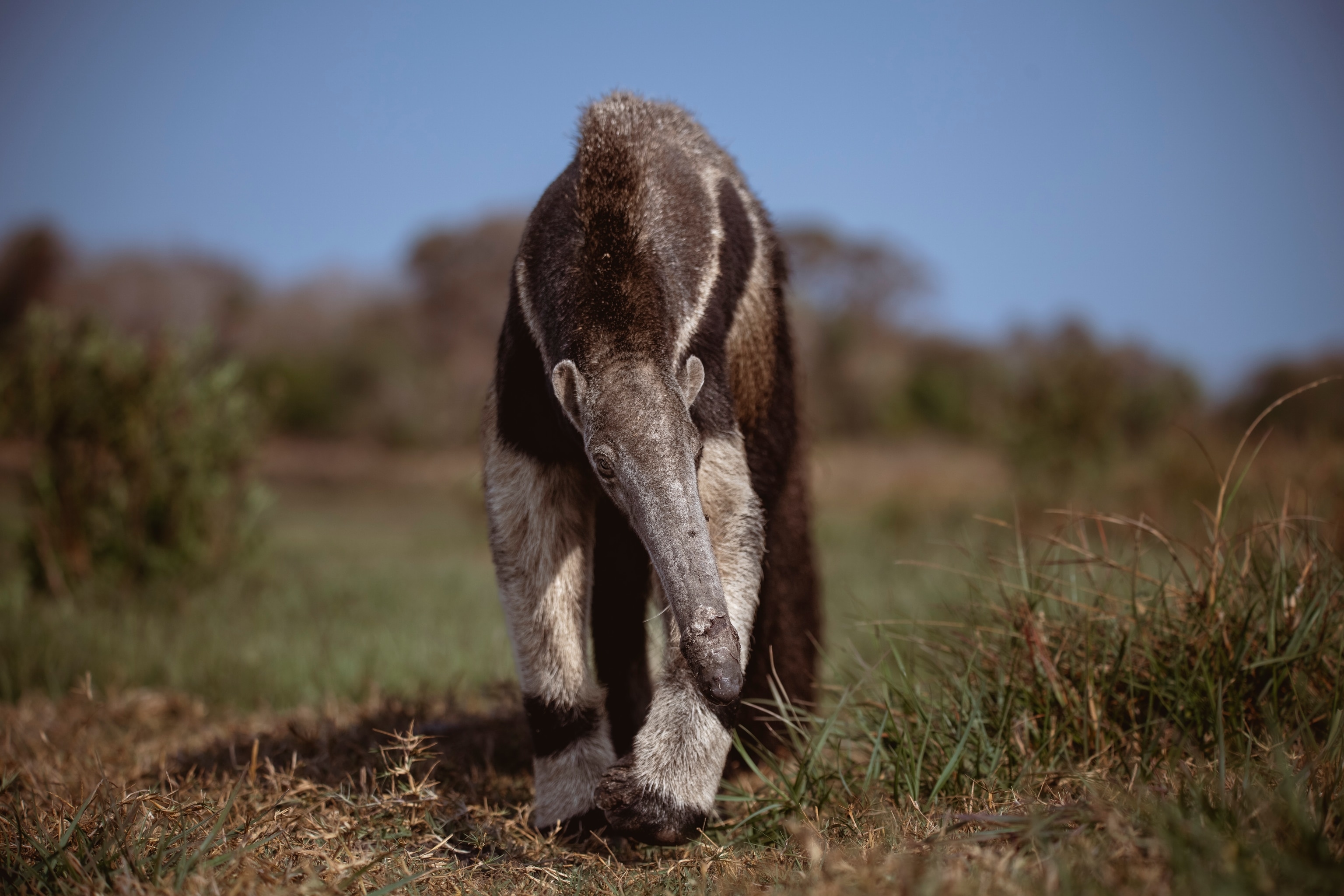 A front view of a giant anteater walking towards the camera. The anteater is light gray, dark grey, and dark brown with an extremely long nose. It is walking through a green and brown, grassy field.