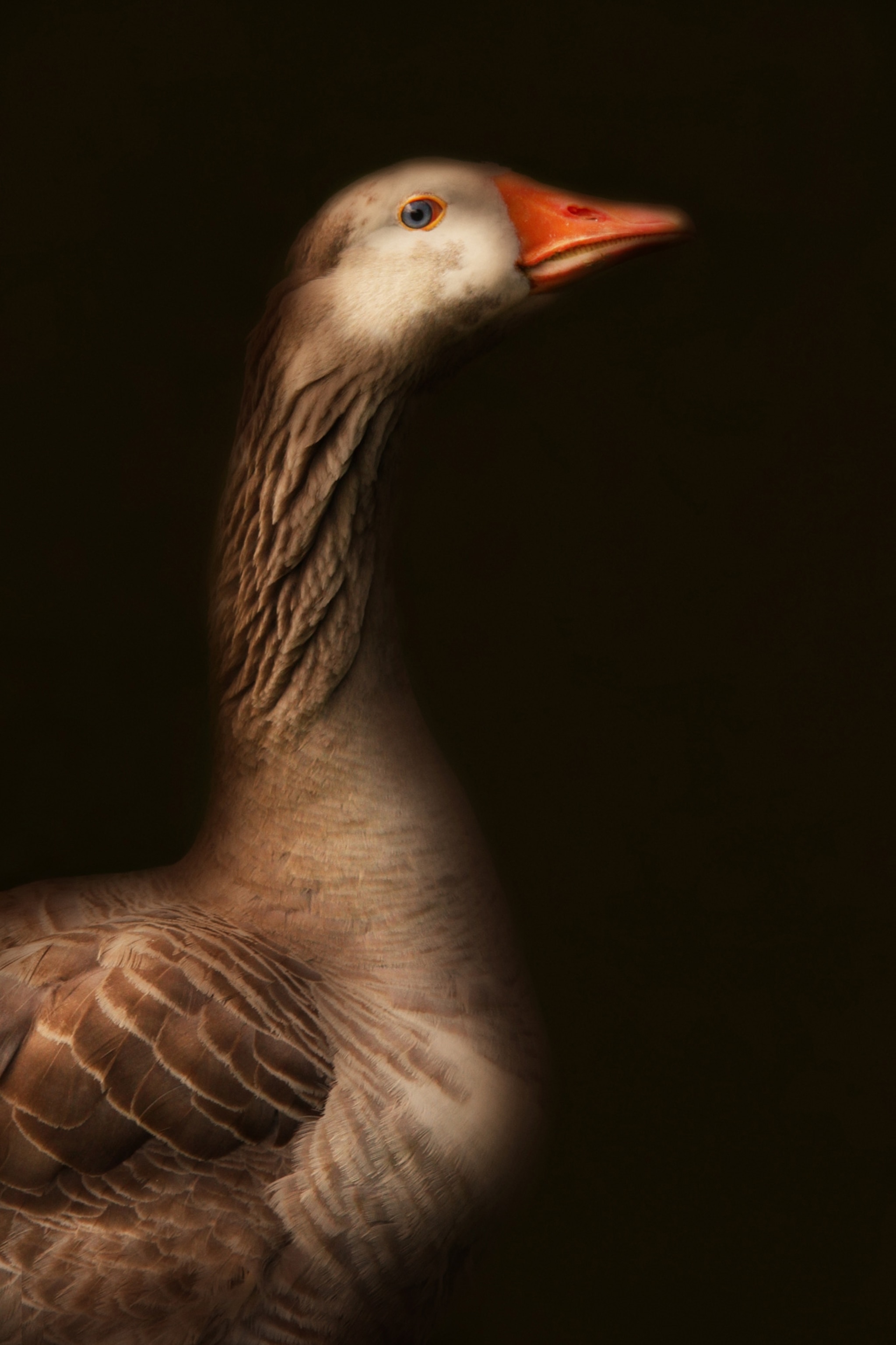 a Greylag goose in profil in dramatic lighting