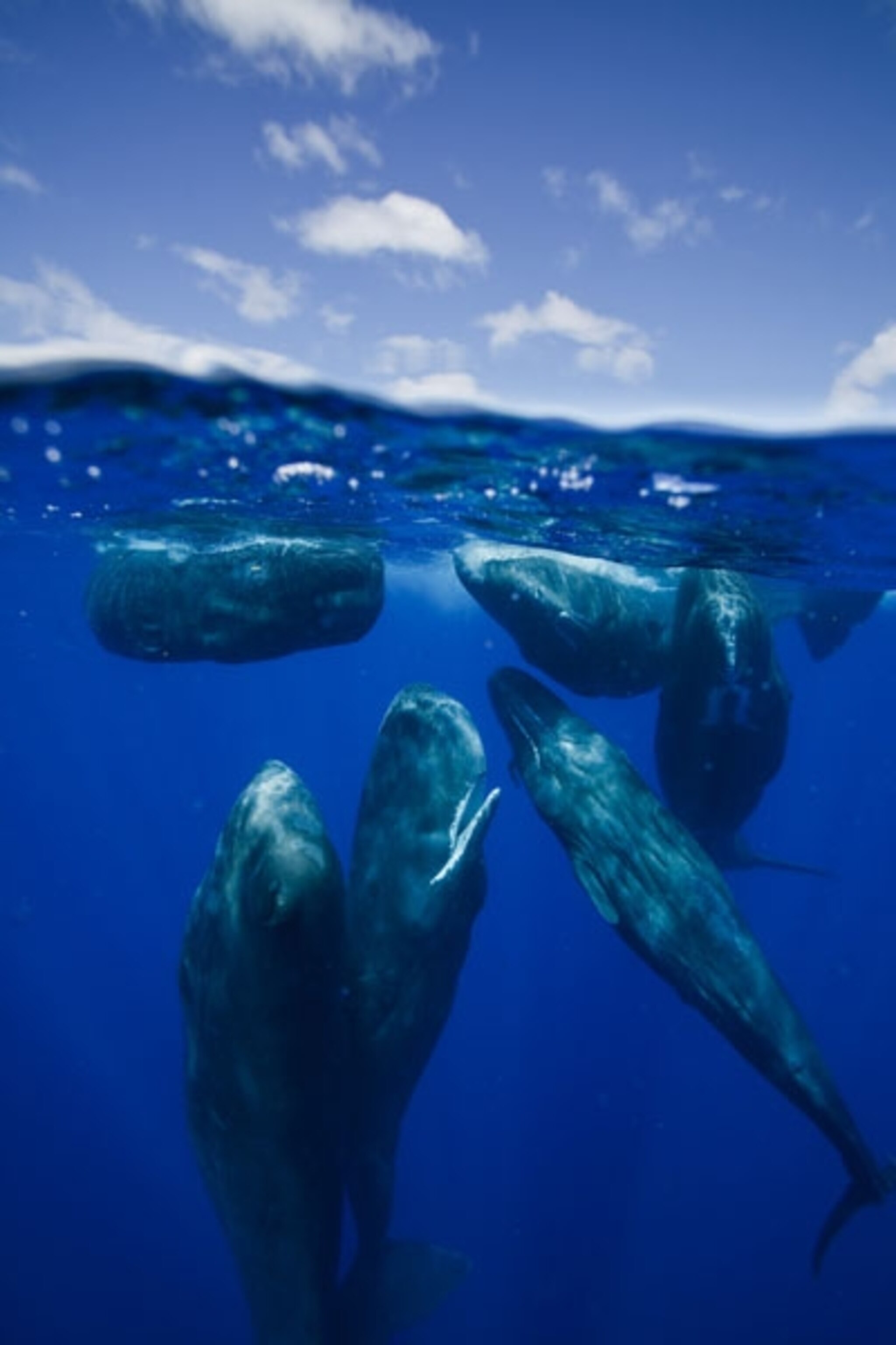 A group of sperm whales at the water's surface in the Caribbean