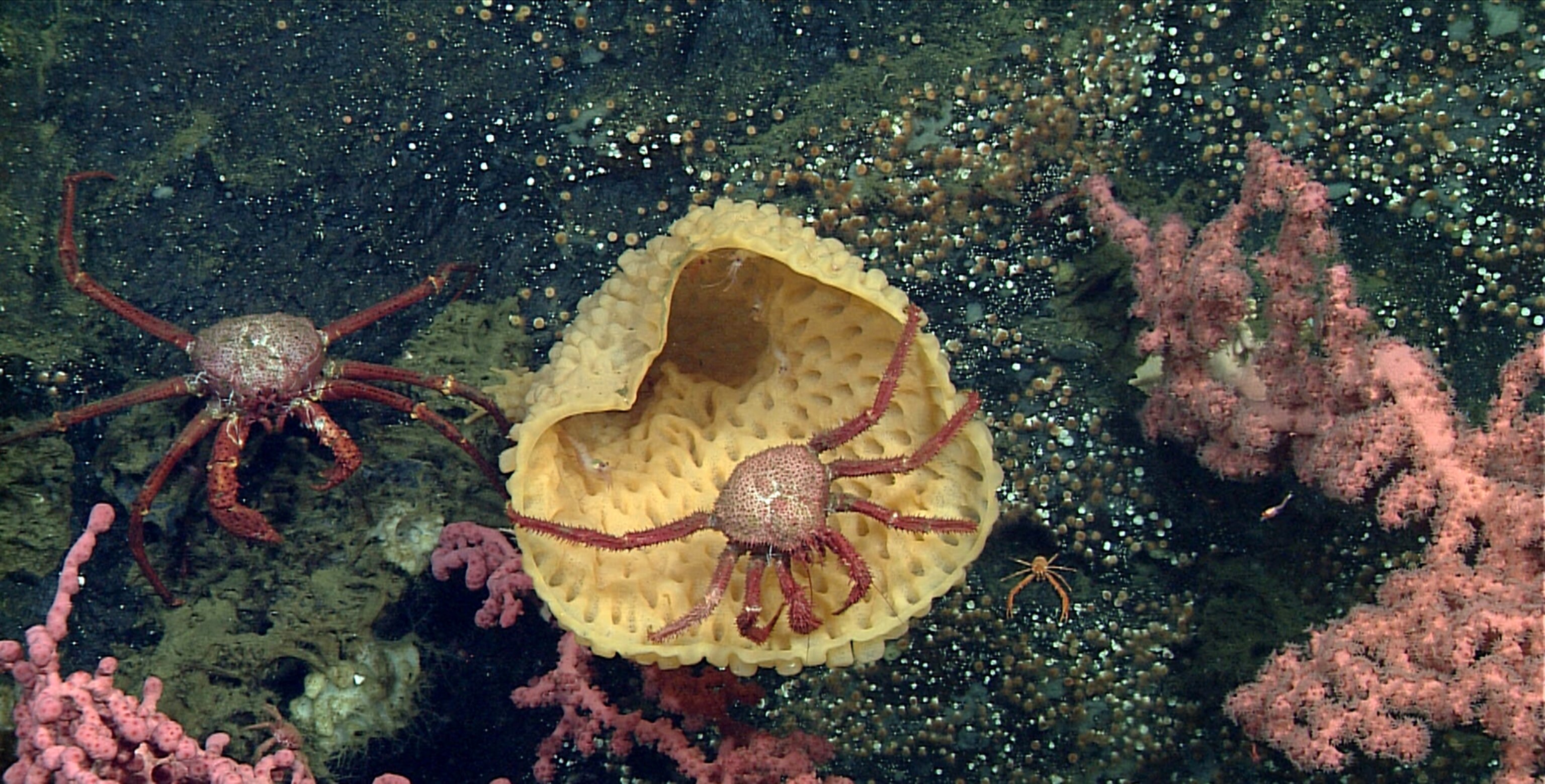 coral and sponge gardens on Sur Ridge, California