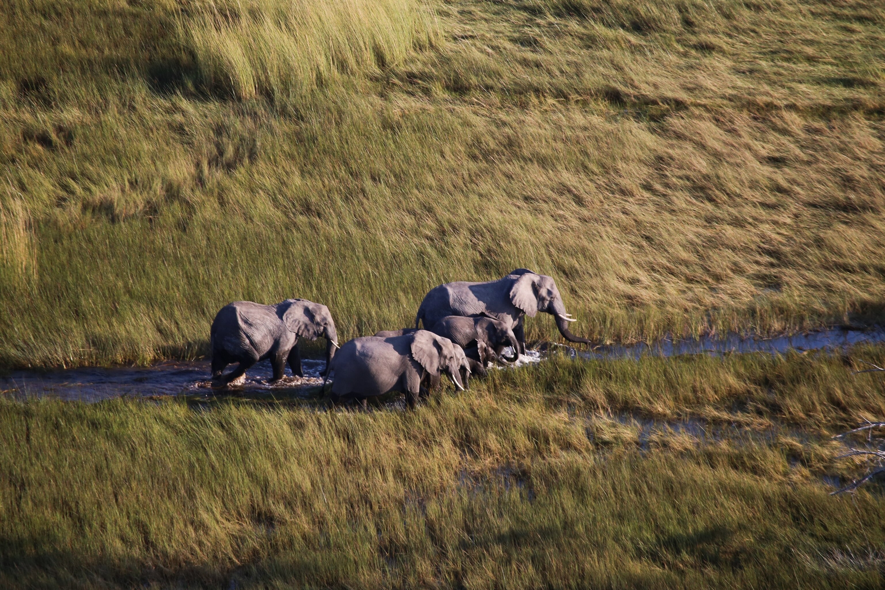 Counting Elephants From the Air in Africa’s Newest World Heritage Site