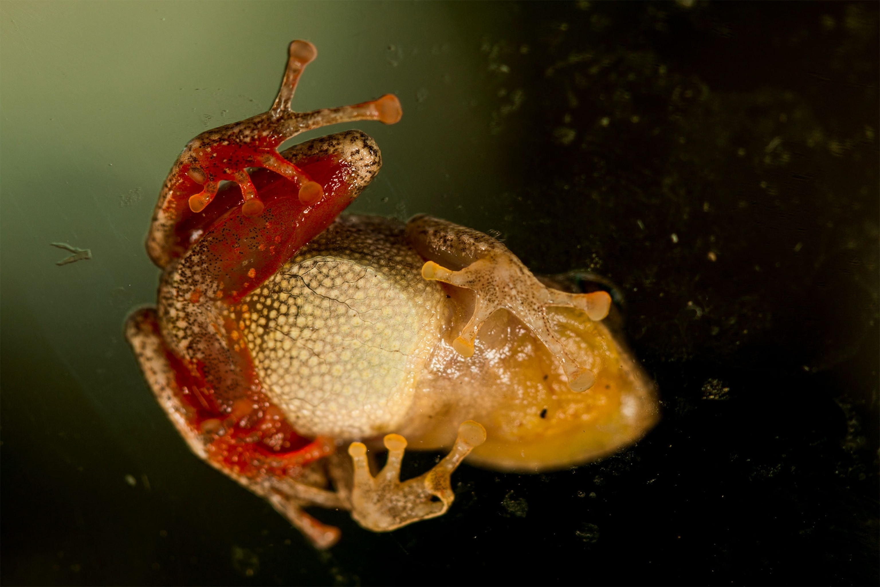 the red groin of a new species of frog