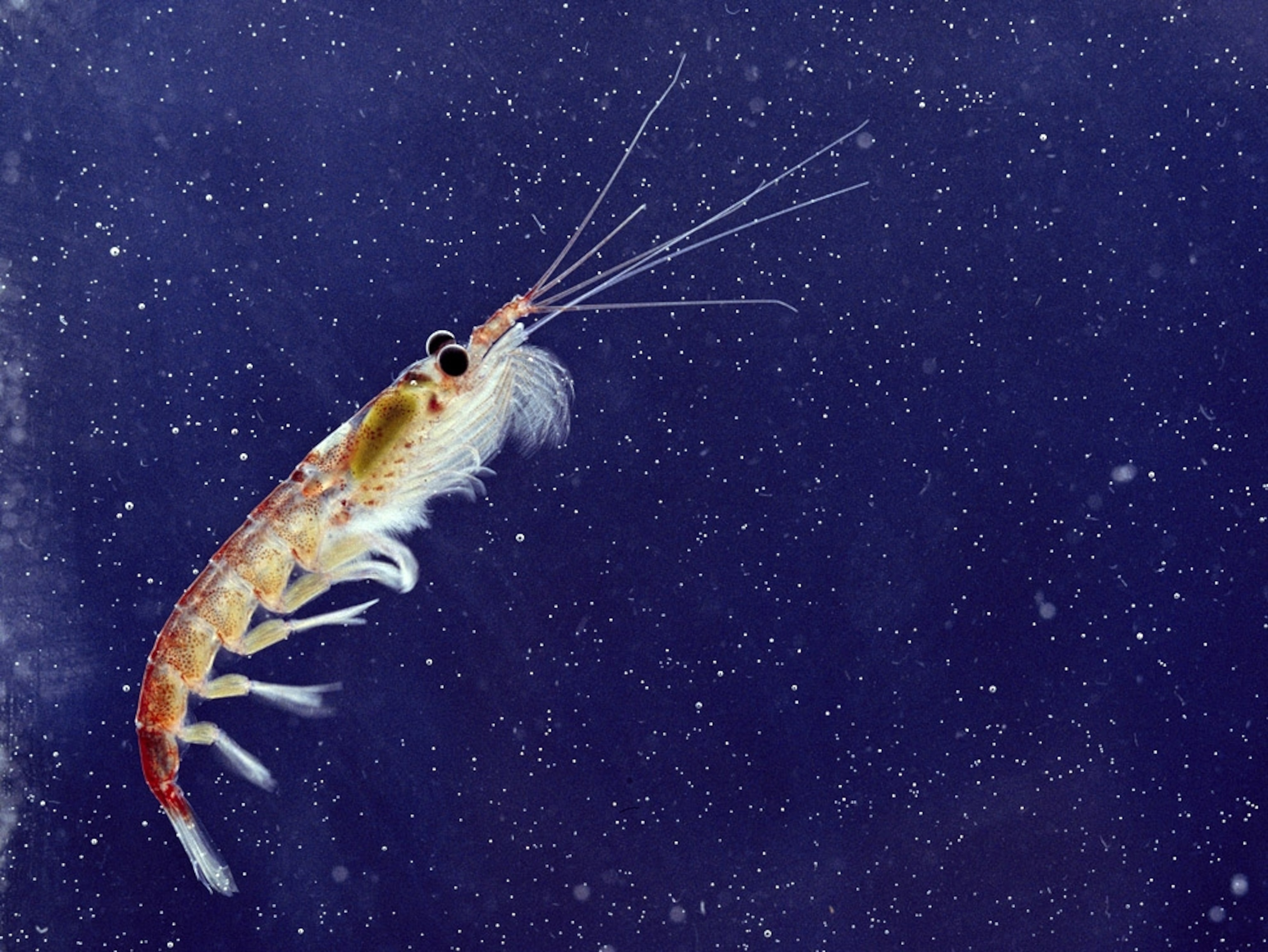 shrimp krill