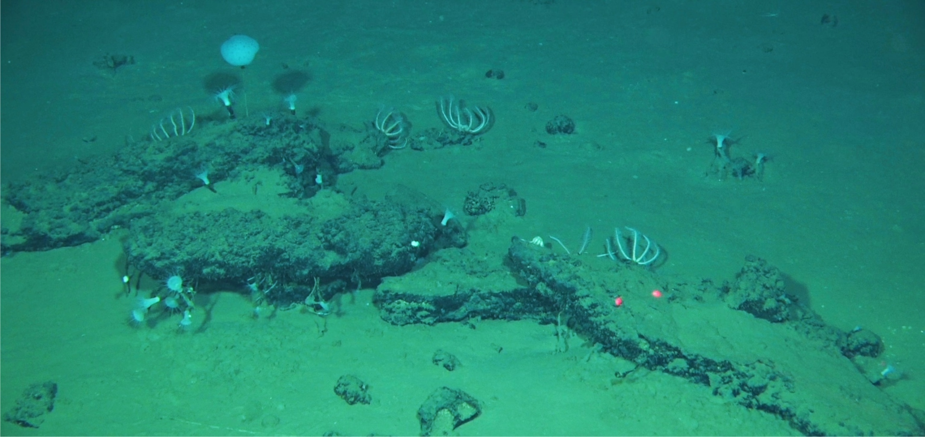 Fragments of whale skeletons on the seafloor