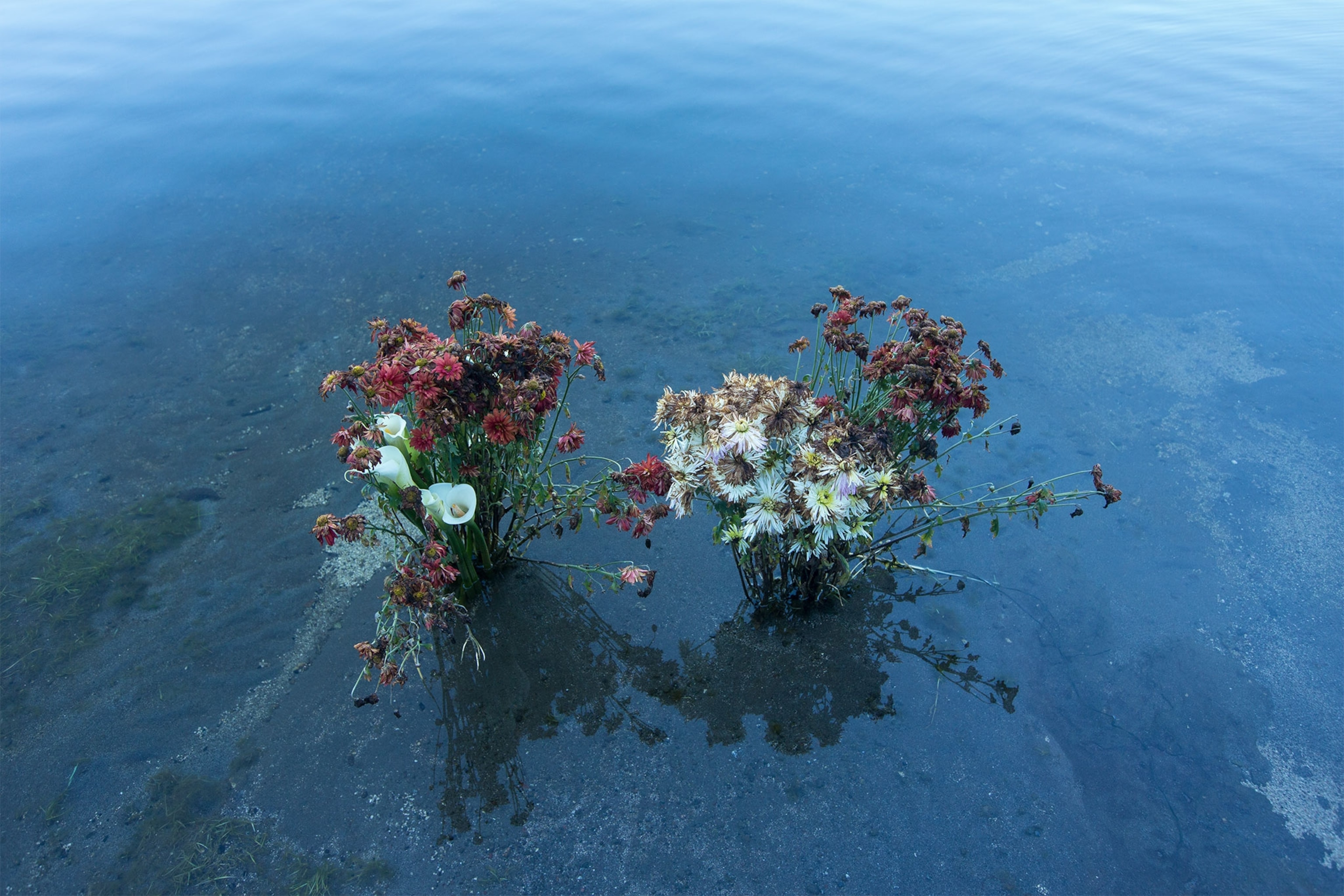 flowers left in Lake Chicabal, a sacred Mayan site