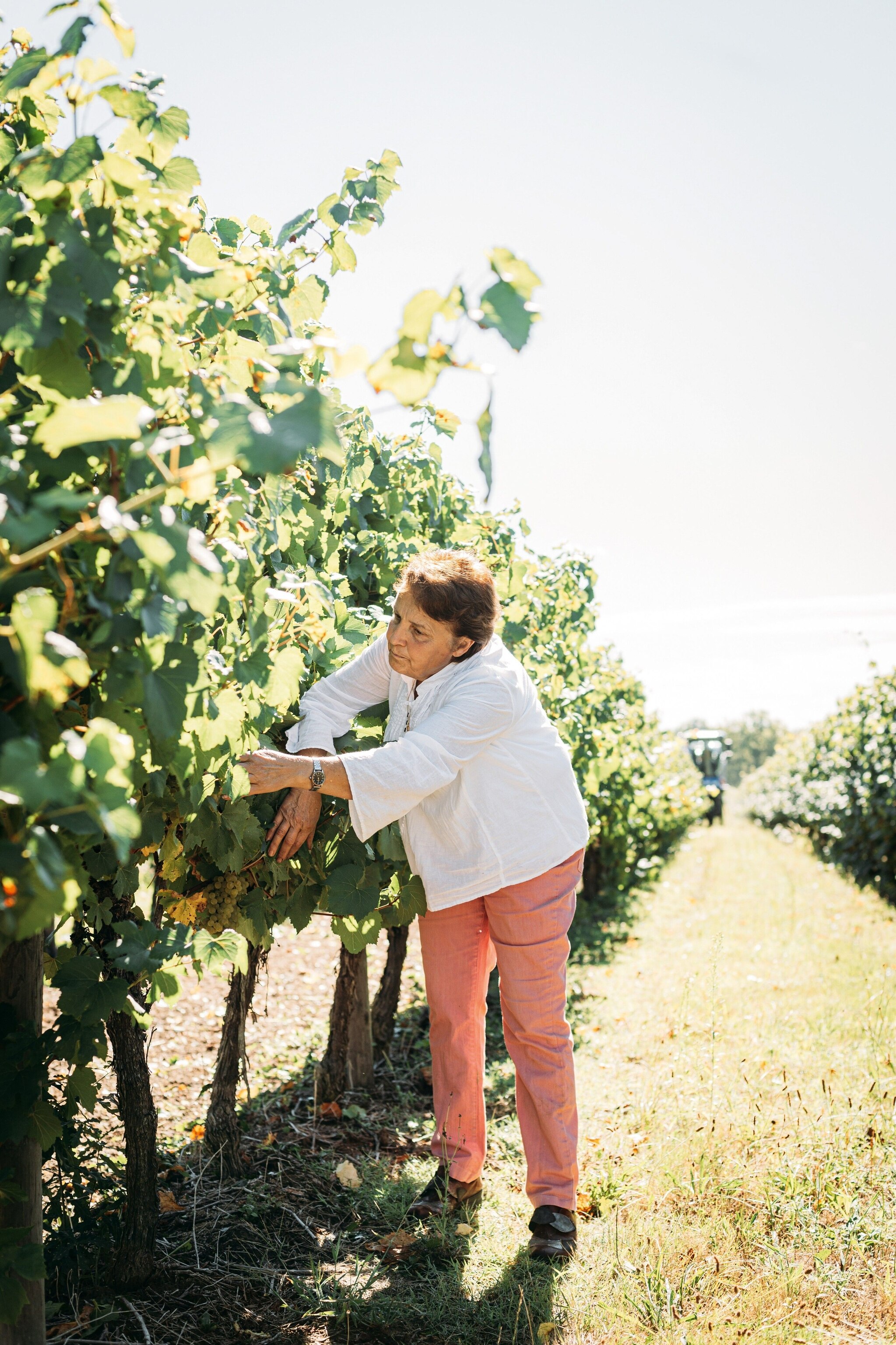 Lydie Dèche checks the vines just minutes before harvest. The Château de Millet, near Eauze and about 20 miles west of the village of Lavardens, has been her family’s home for five generations.