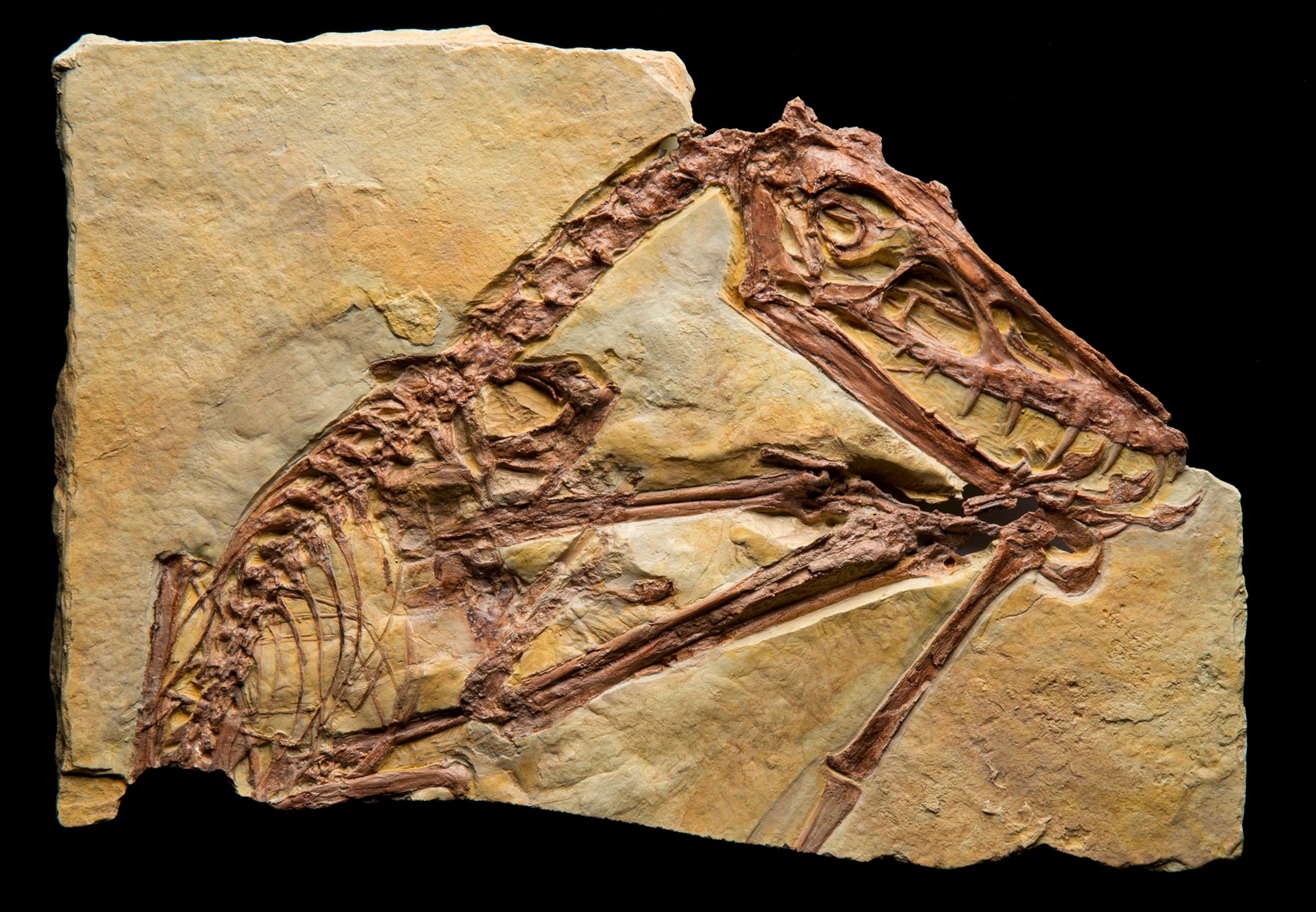 a fossil of a Pterosaur.