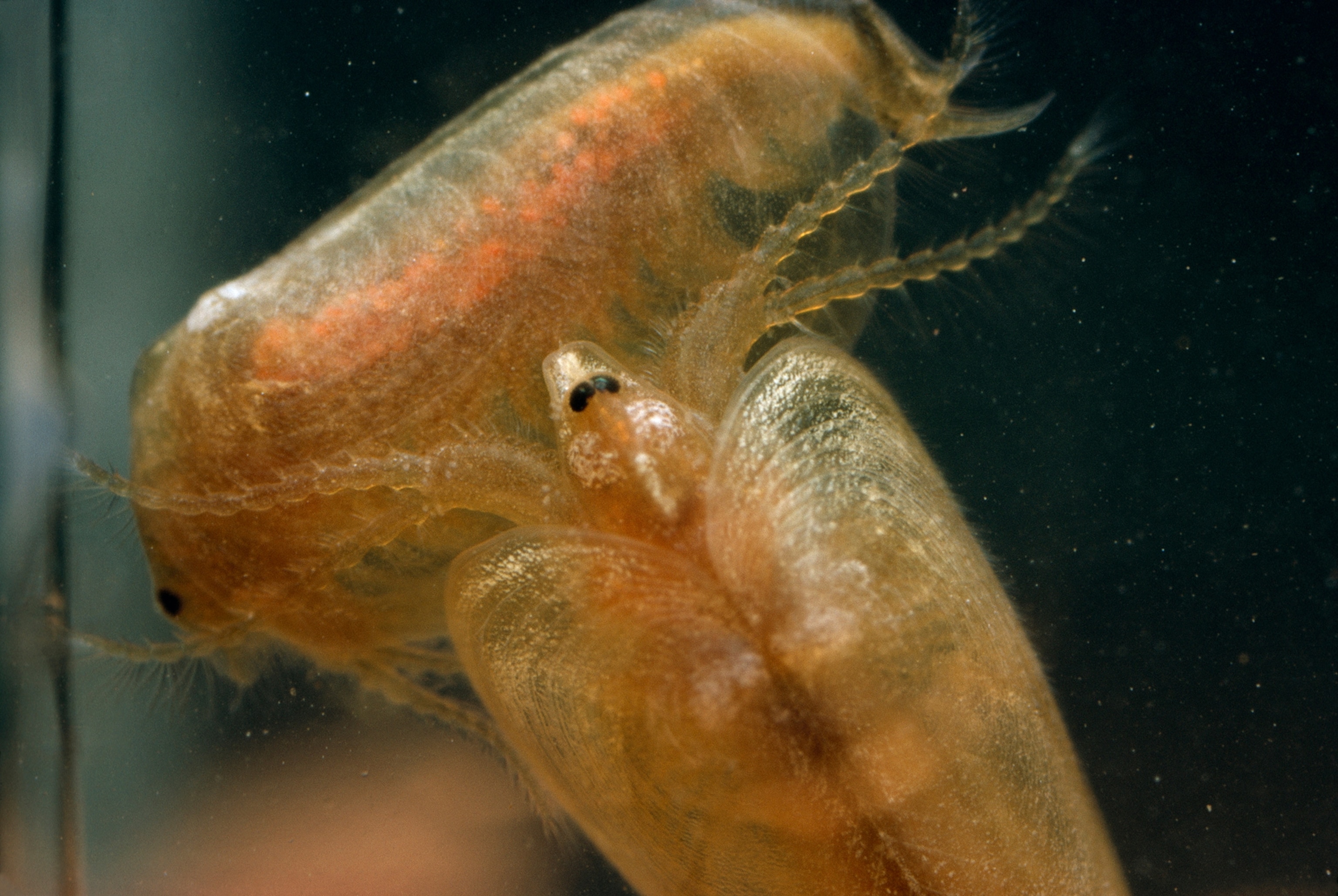 A male clam shrimp clings to the female in a mating pose.