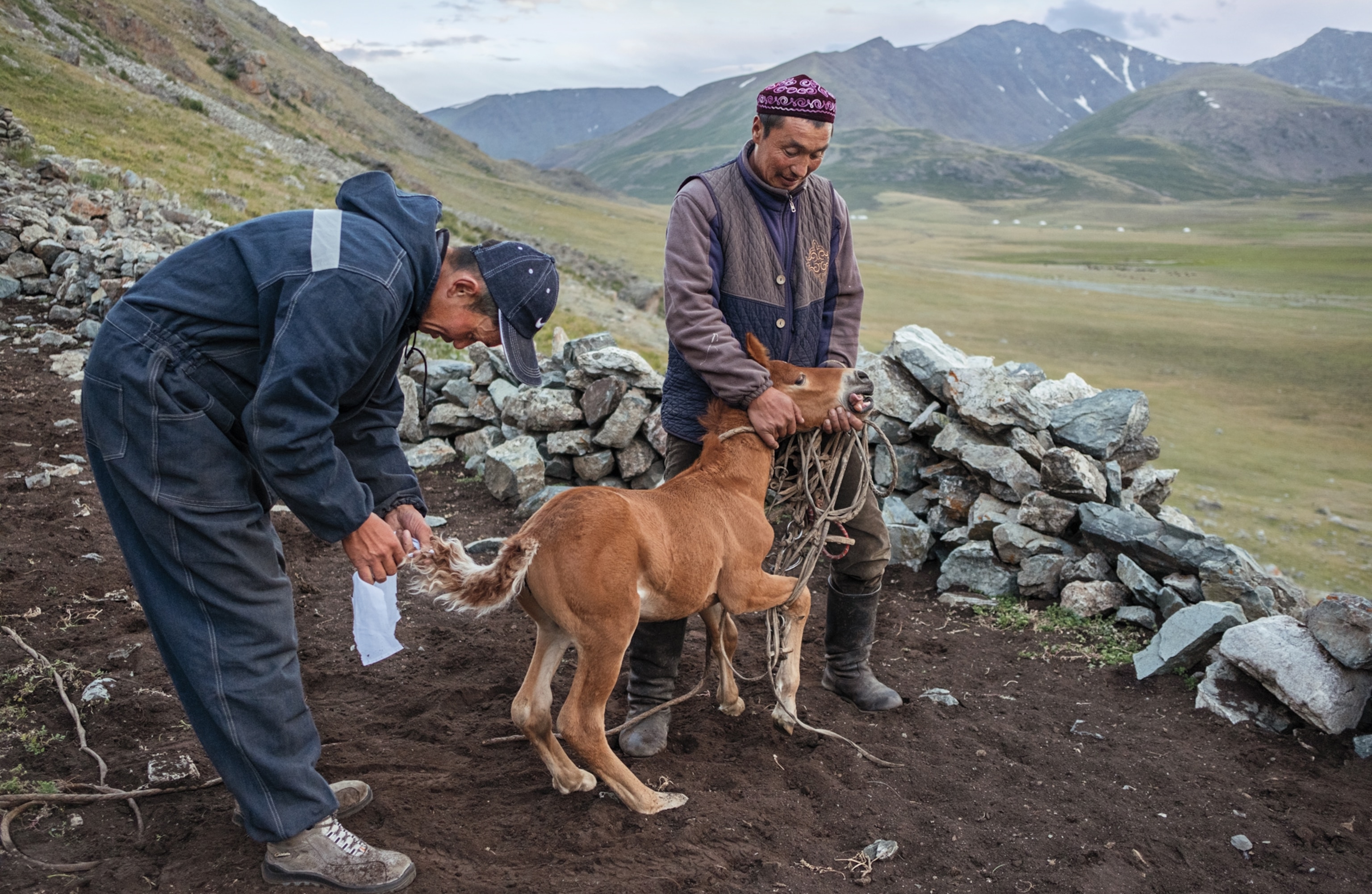 Two men tieing a piece of white string around a baby foal.
