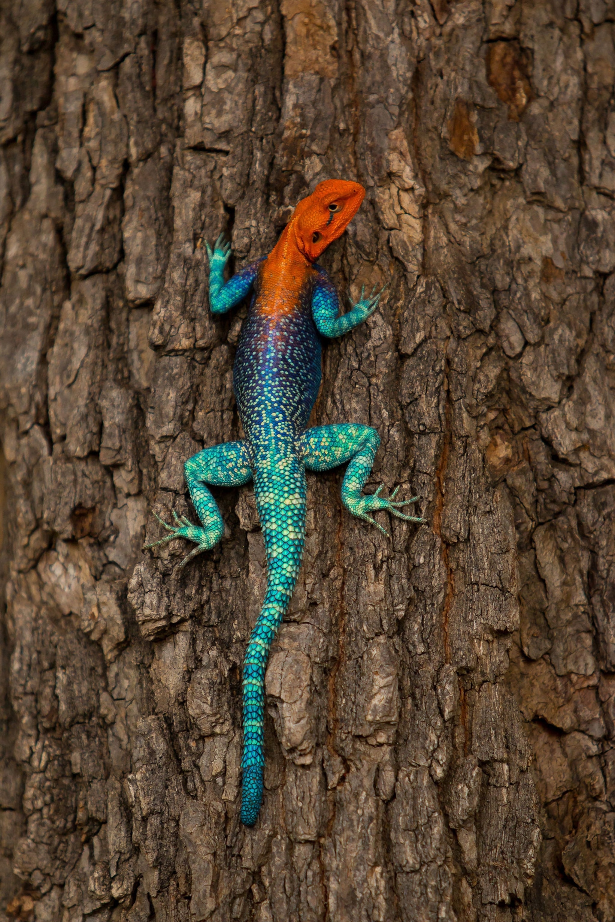 agama lizard