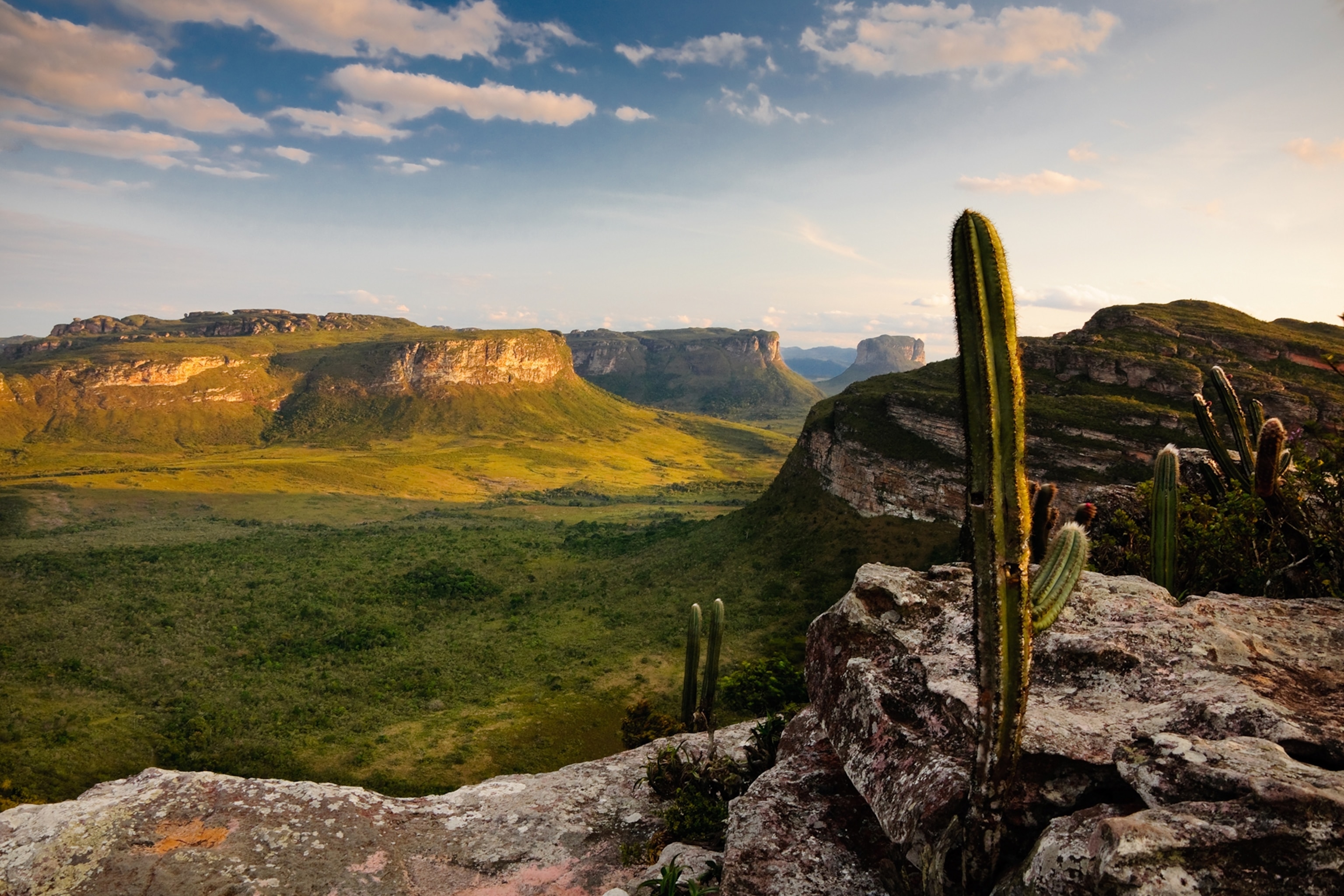 A wide landscape shot from atop a rocky cliff with multiple cacti overlooking sun-kissed valley.