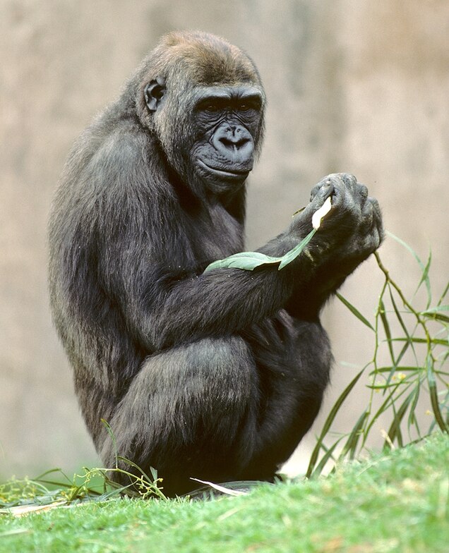 national geographic