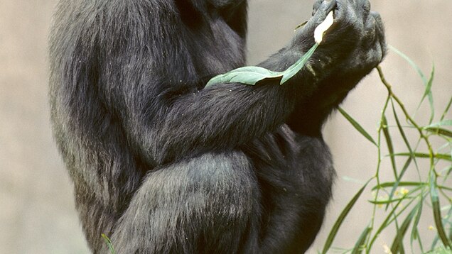 gorillas more related to people than