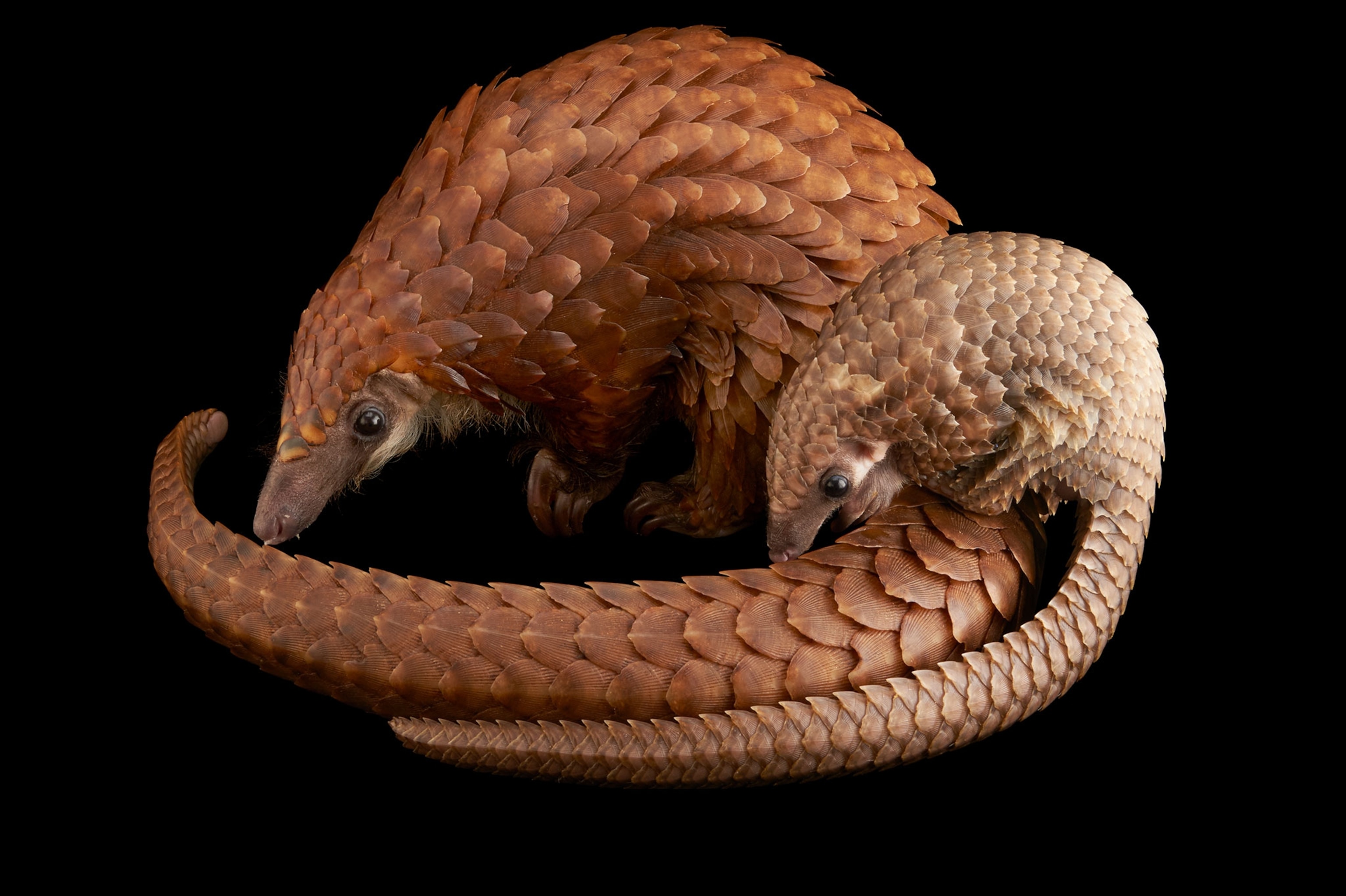 a vulnerable adult female white bellied pangolin, Phataginus tricuspis, with her baby