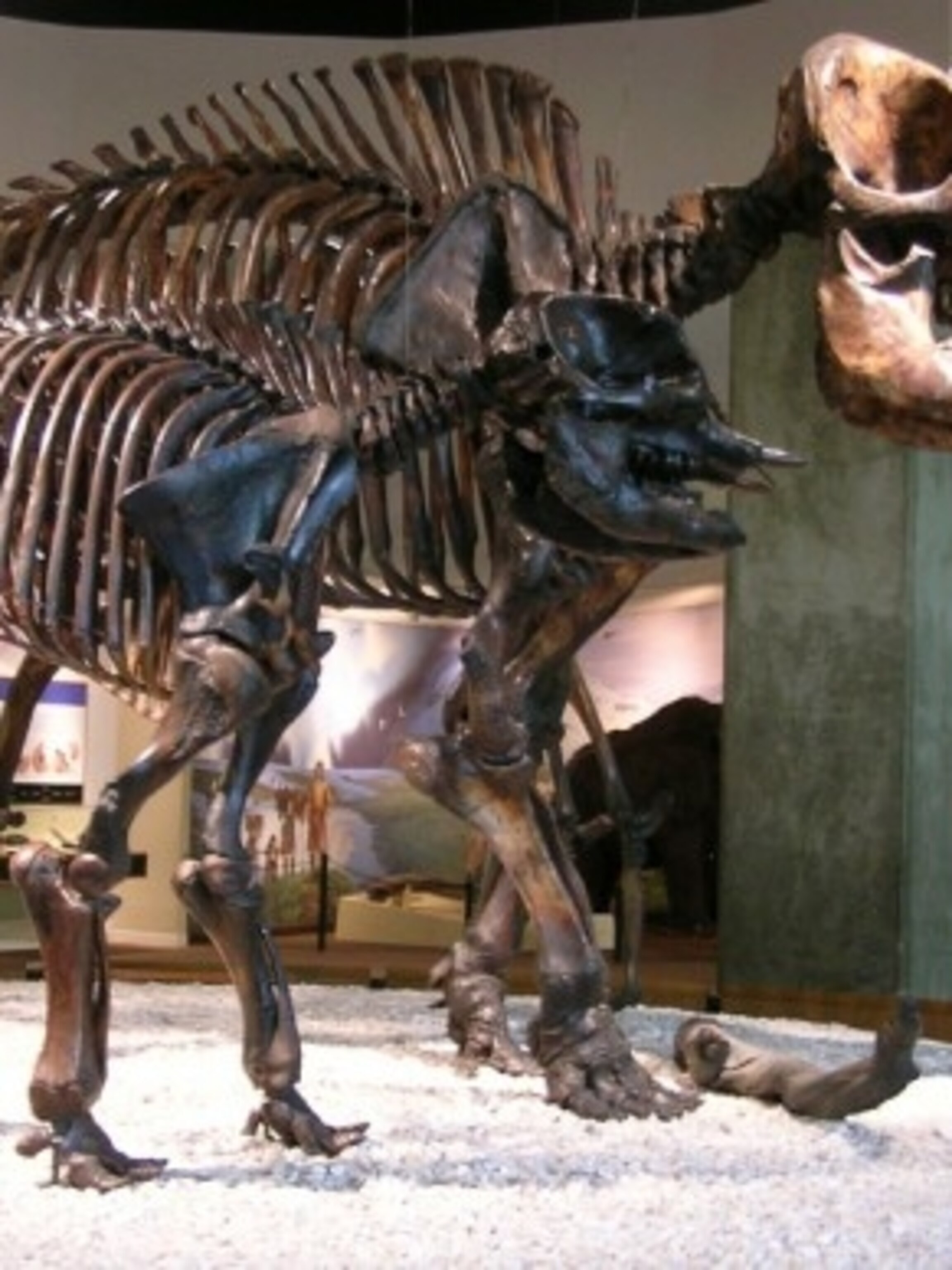 Mastodon Habitat