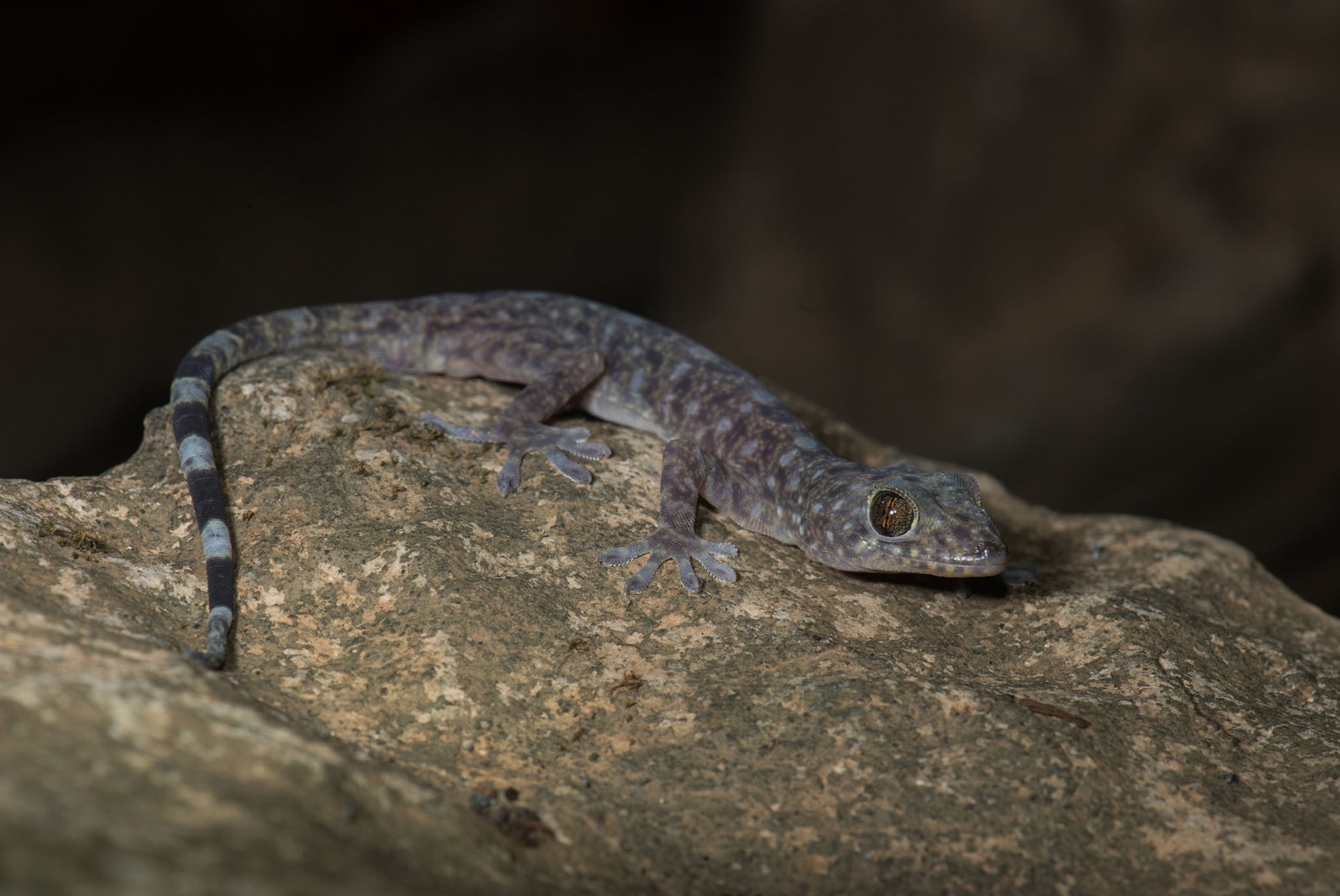 species Gekko bonkowskii