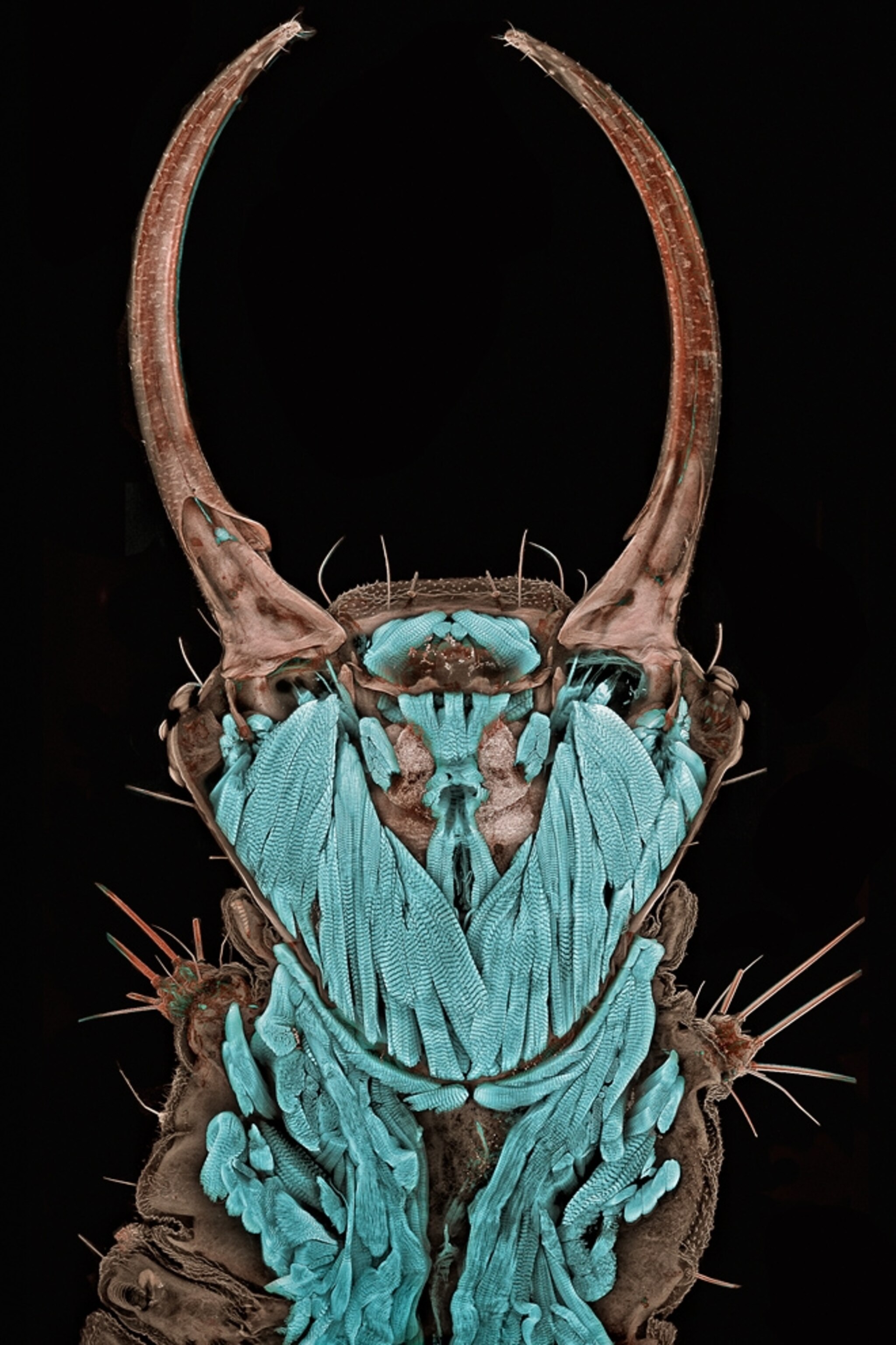 Pictures: Best Micro-Photos of 2011