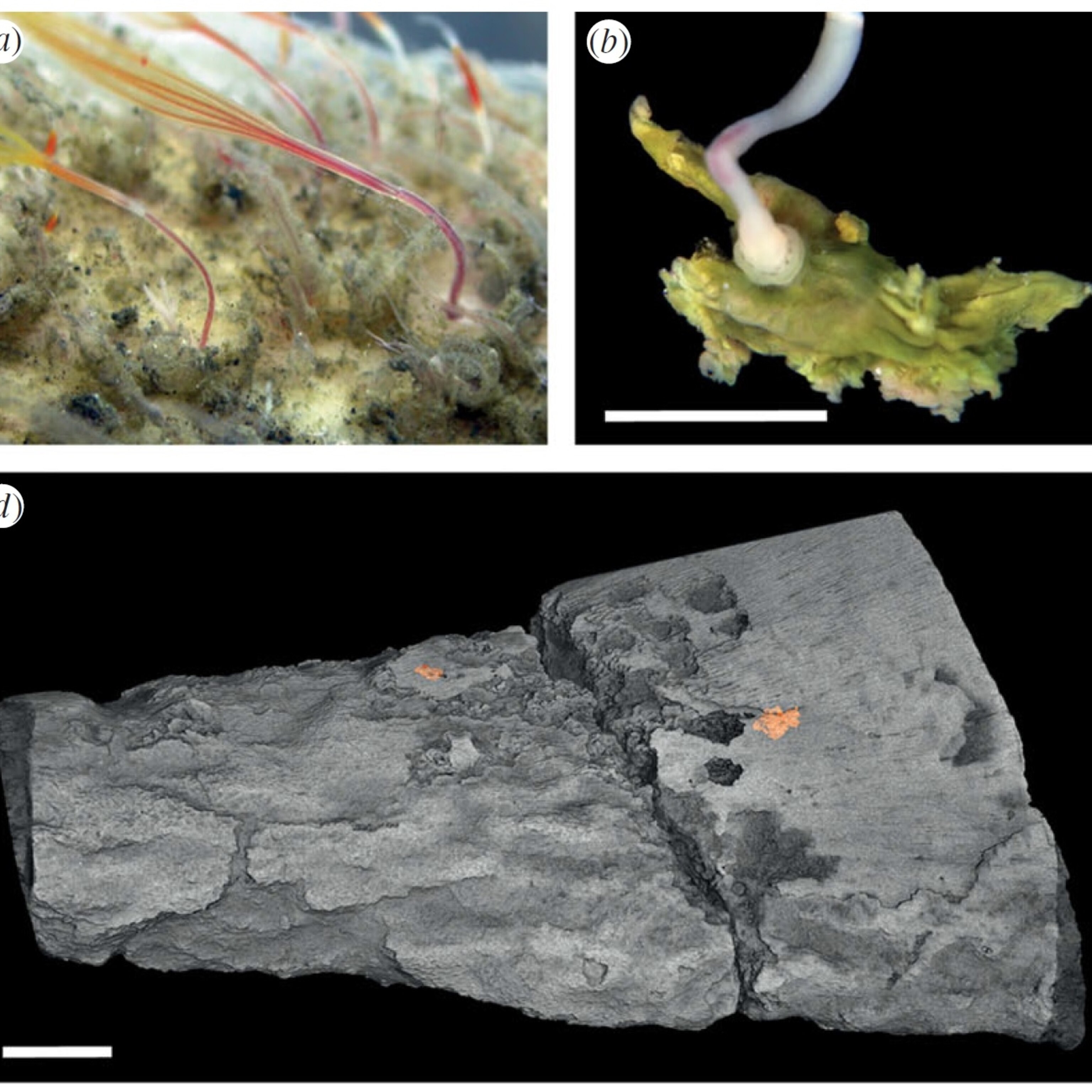 Osedax worms on the surface (a), the root and ovisac of Osedax (b), and Osedax-type burrows (in orange) on a plesiosaur bone (d). From Danise and Higgs, 2015.