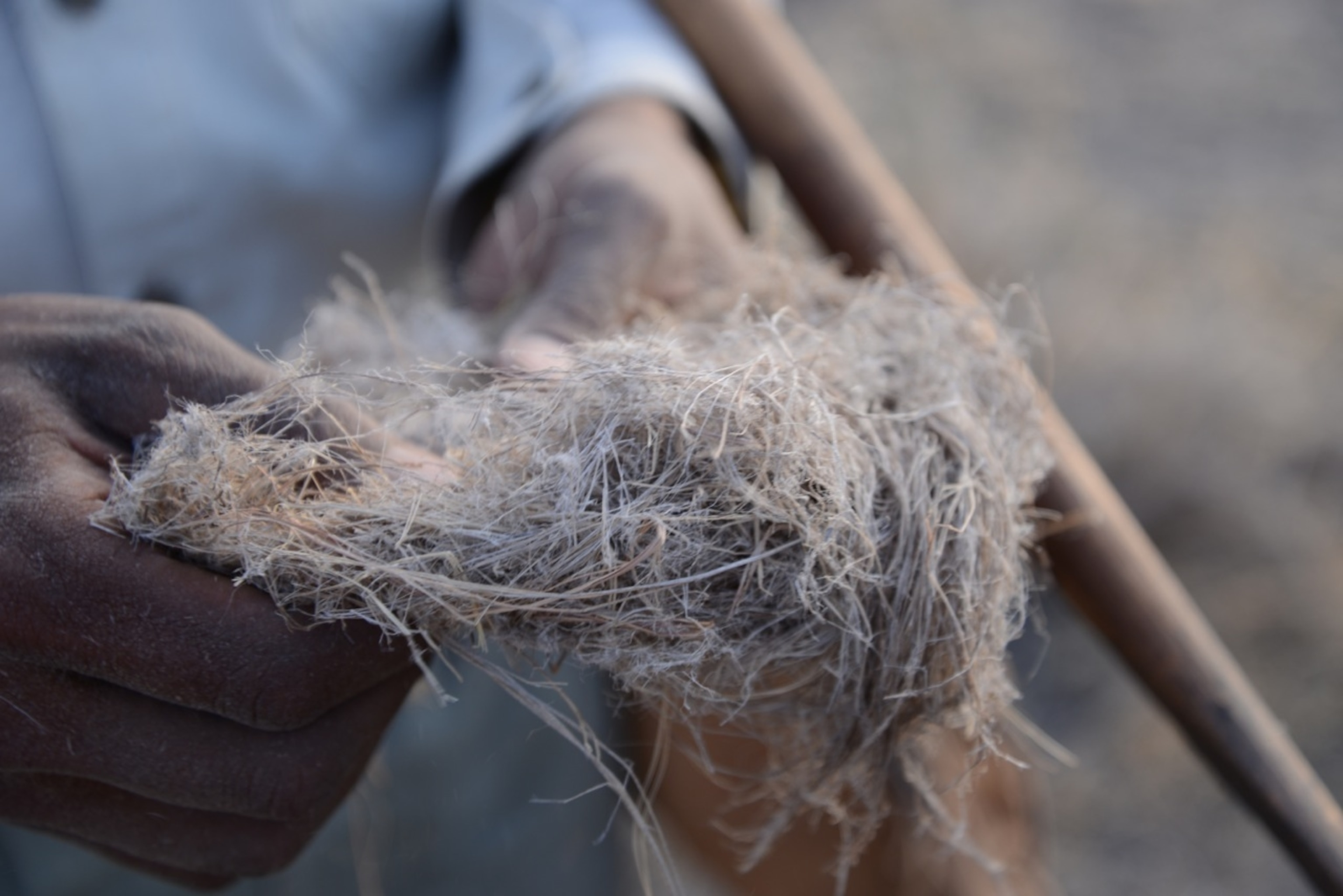 Xarama shows us some "Bushman Love Grass", used for swaddling infants or starting fire out in the dry desert of the Kalahari (Photo by Andrew Evans, National Geographic)