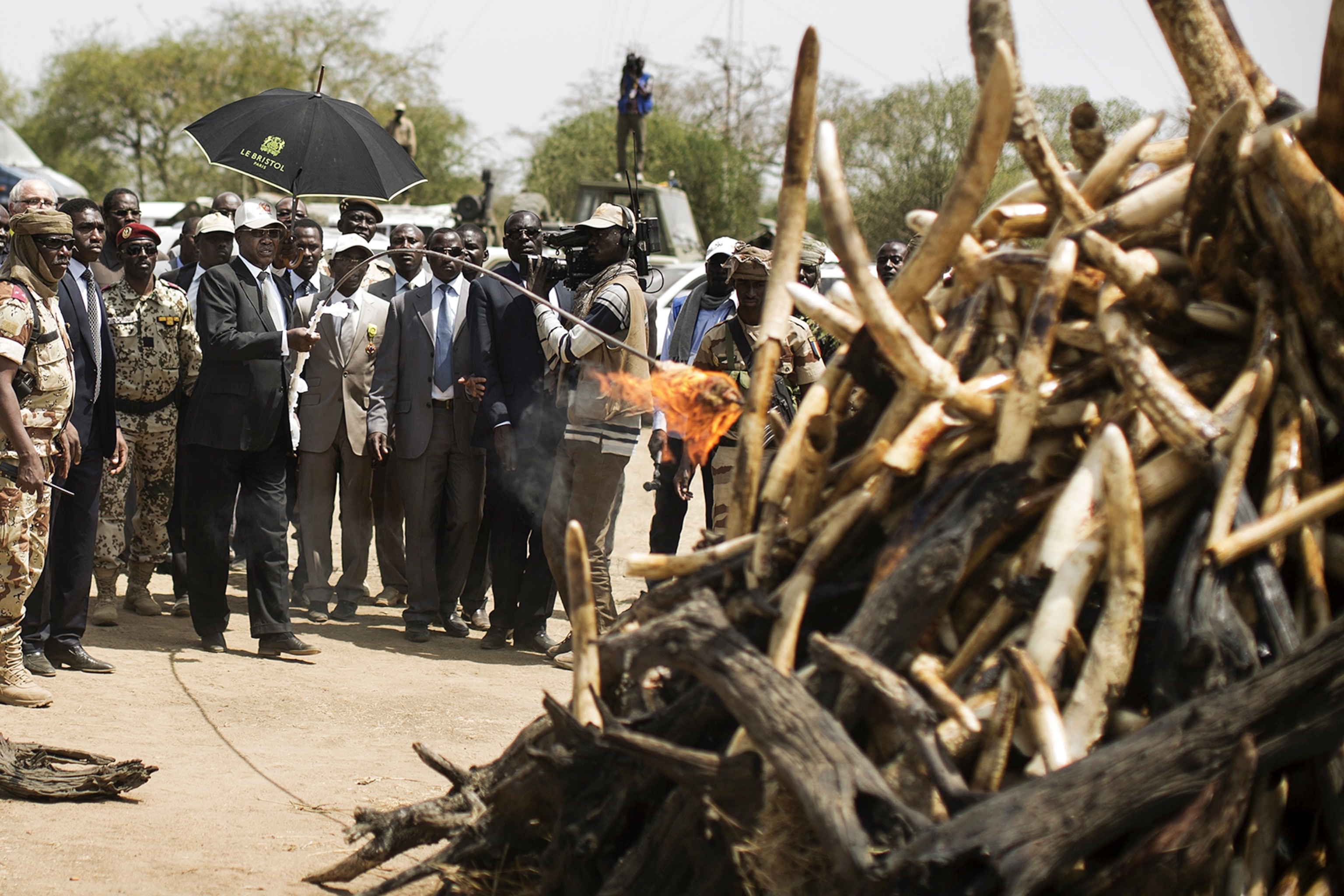 an African Elephant.