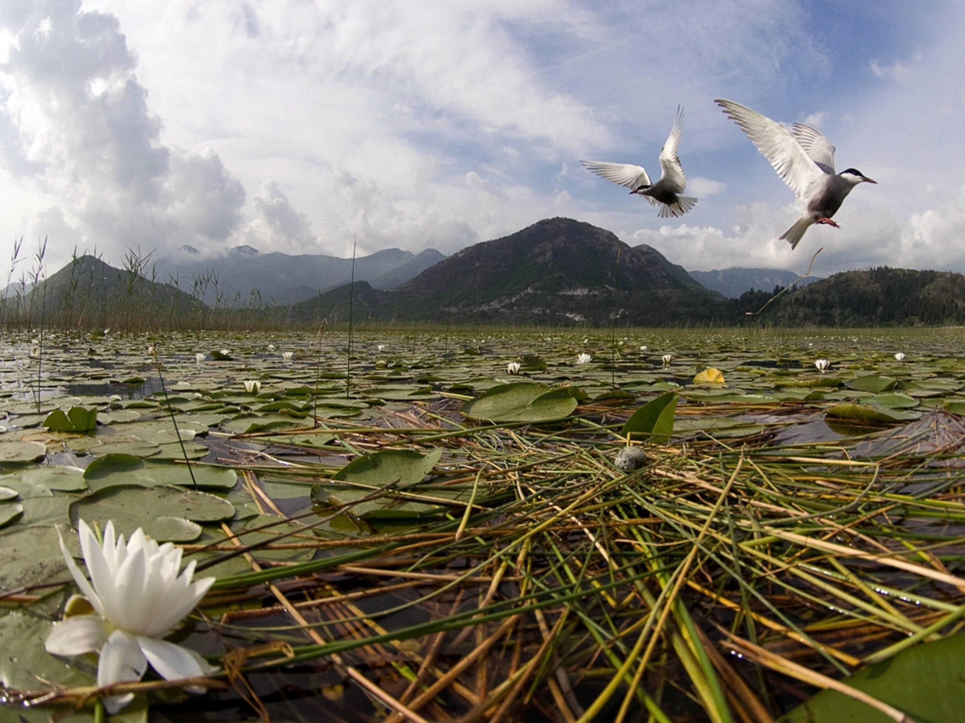 two whiskered terns in flight, Lake Skadar National Park, Montenegro