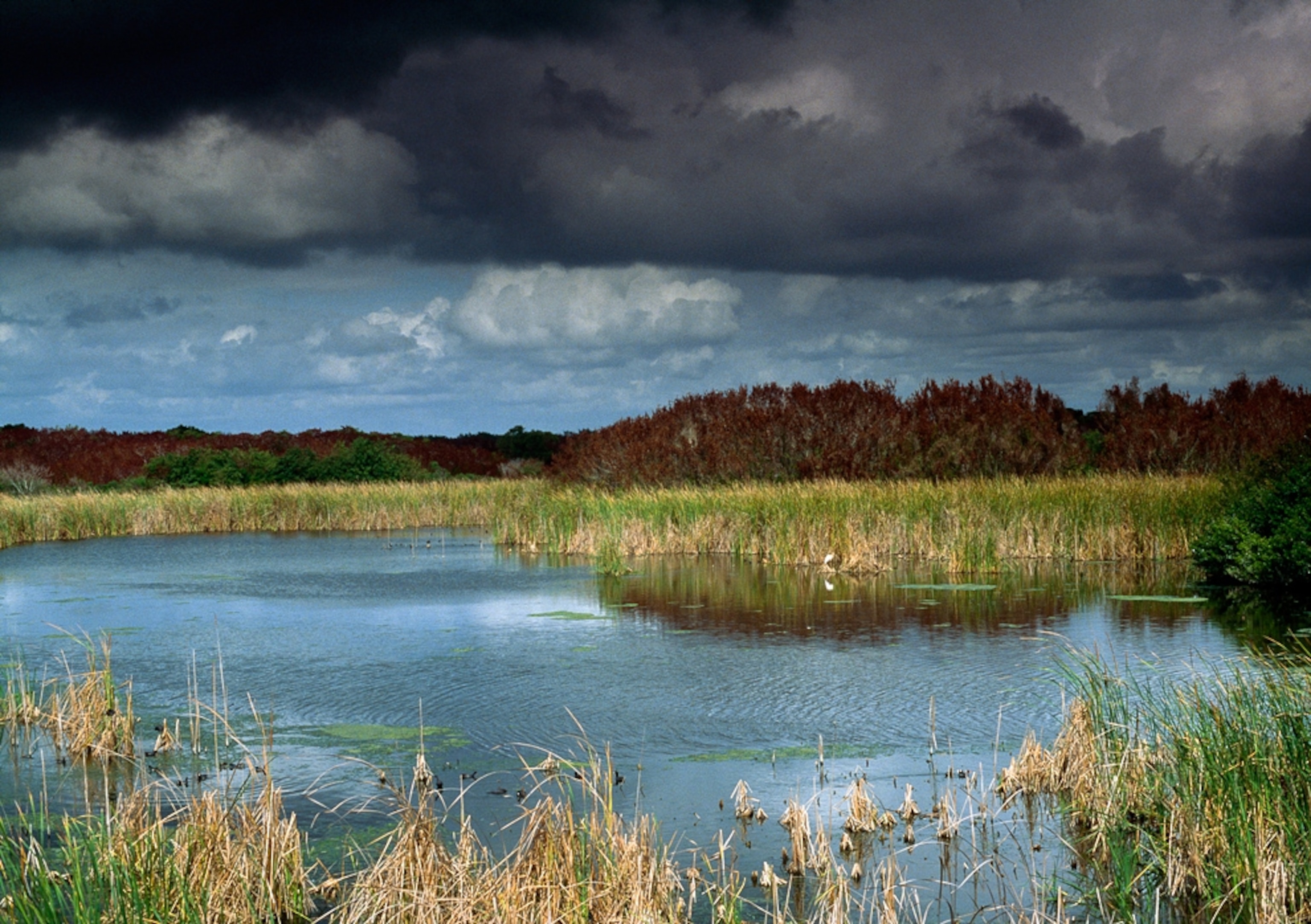 Marshland in Everglades National Park, one of the U.S. national parks that may be threatened by the Gulf oil spill.