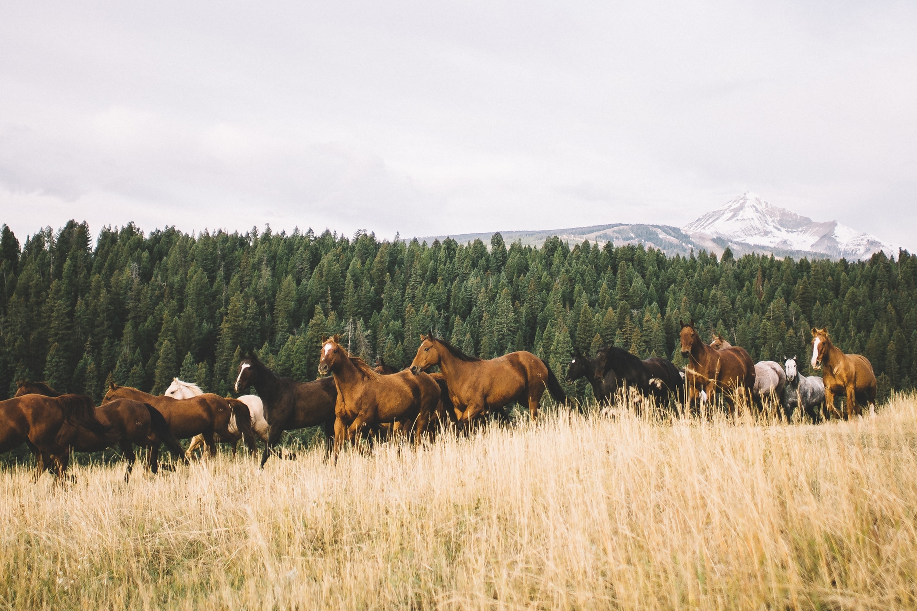 A herd of wild horses grazing on a field with a forested hill in the background.