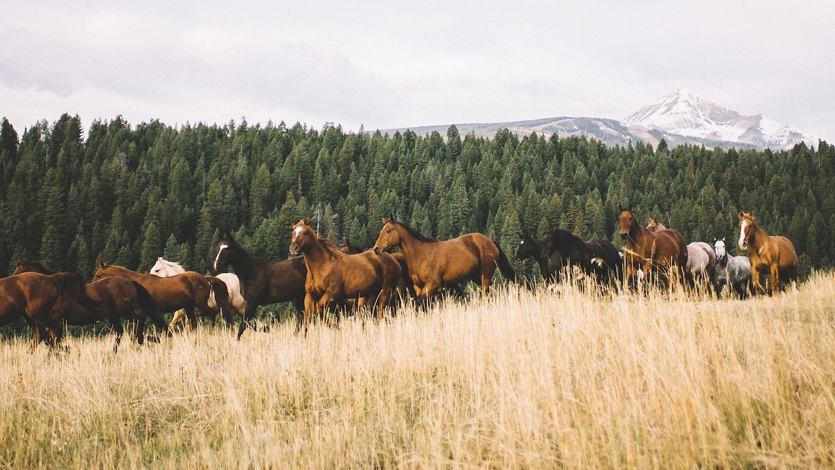 7 equestrian experiences to embrace your inner cowboy
