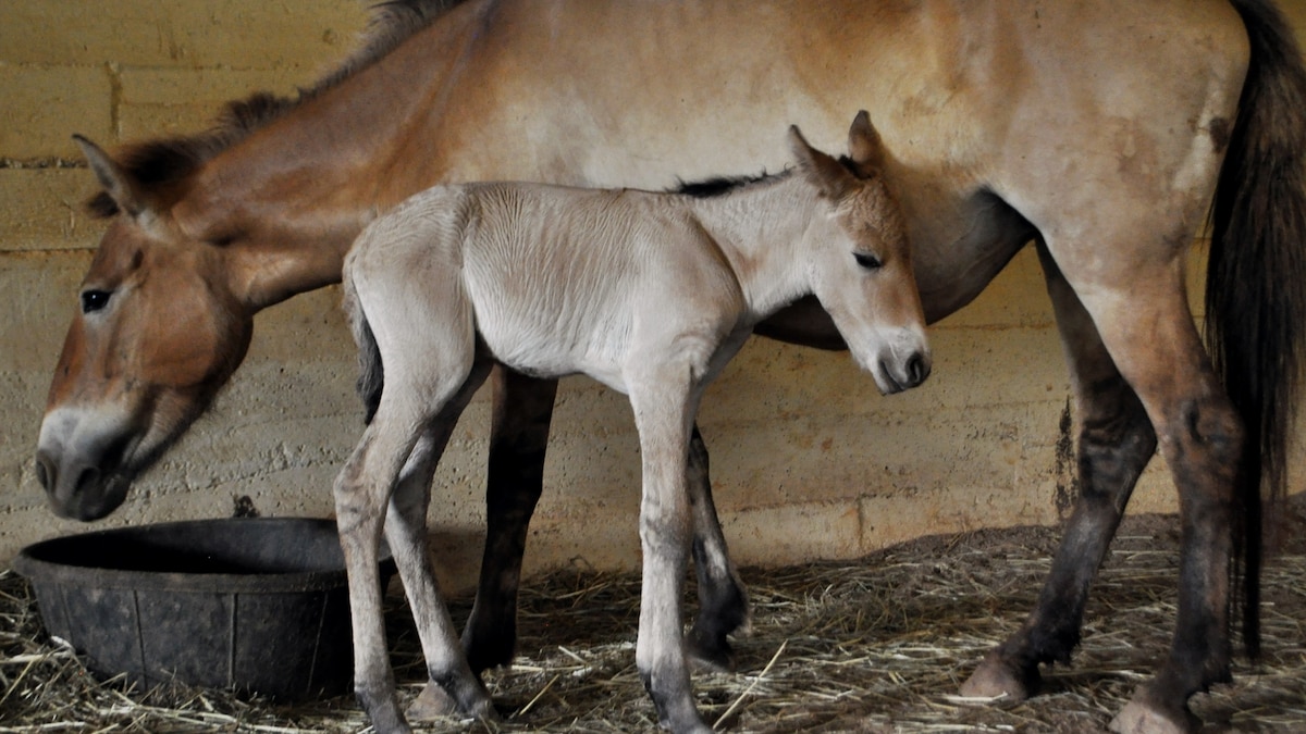First Przewalski's Horse Born Via Artificial Insemination