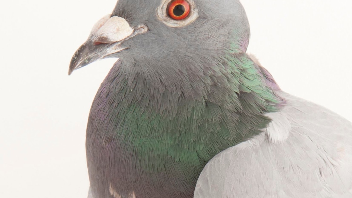 Is it legal to own a pigeon in texas
