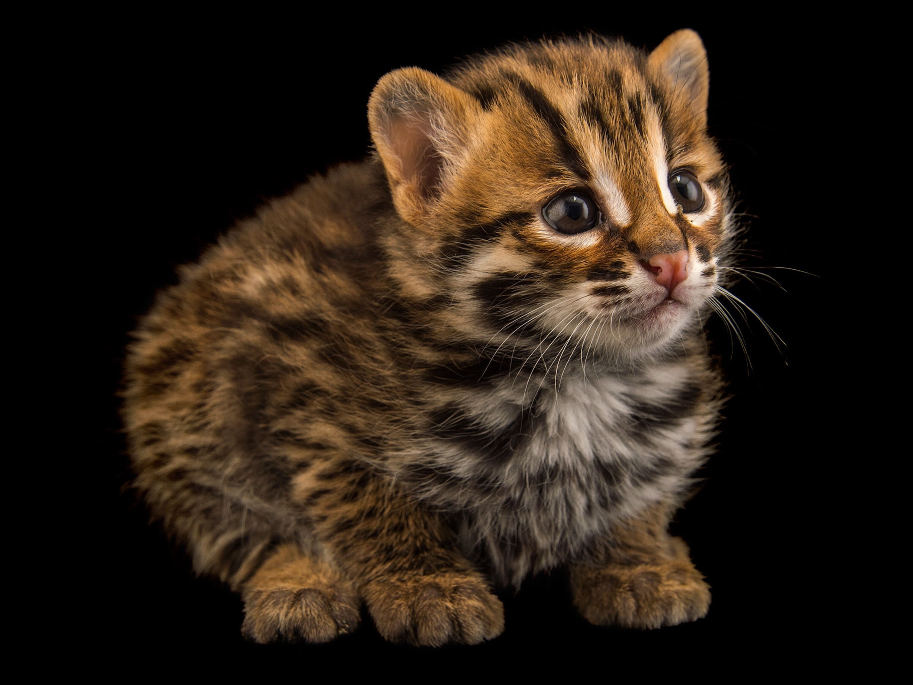 Too cute animal planet warning